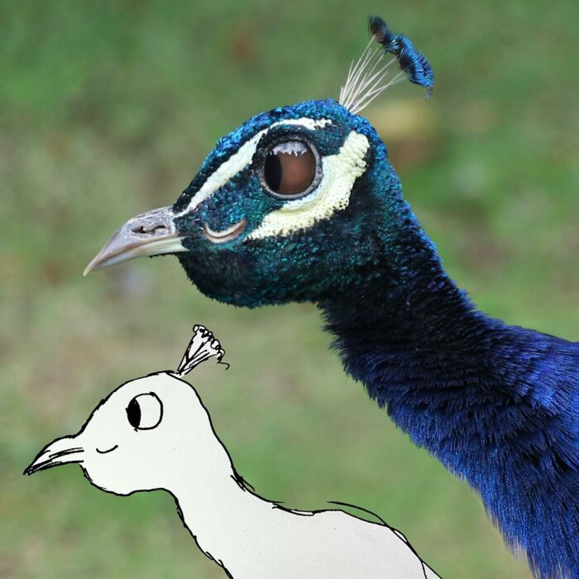 زنده کردن نقاشی کودکان با فتوشاپ - طاووس