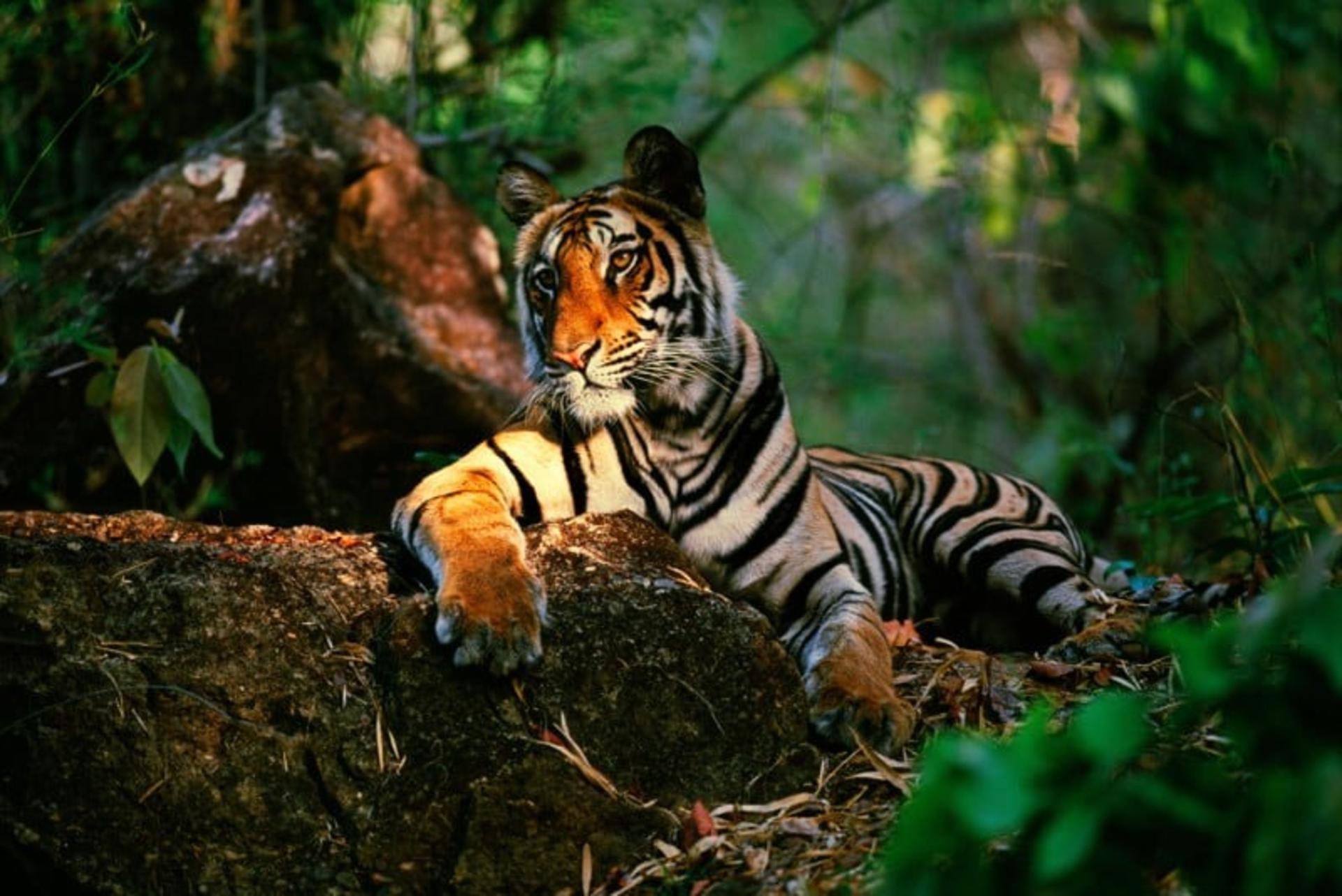 ببر بنگال لم داده روی شاخه درخت هند