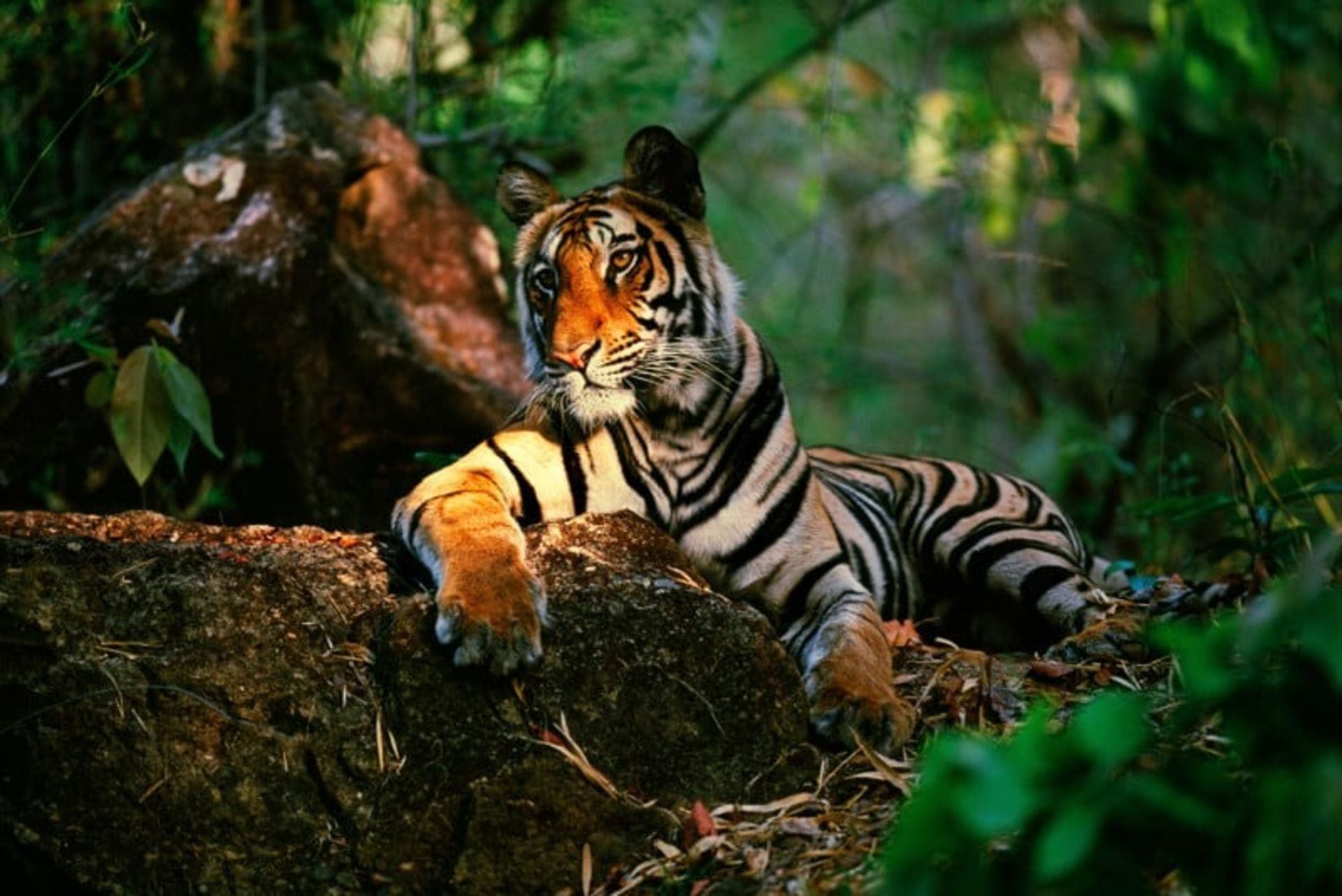 ببر بنگال لم داده روی شاخه درخت هند