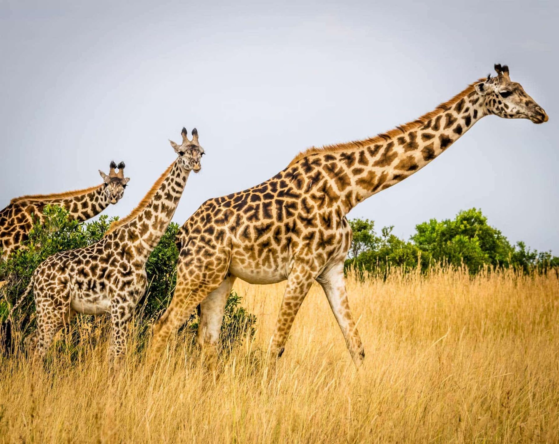 Three giraffes in the Maasai Mara National Reserve, Narok County, Kenya