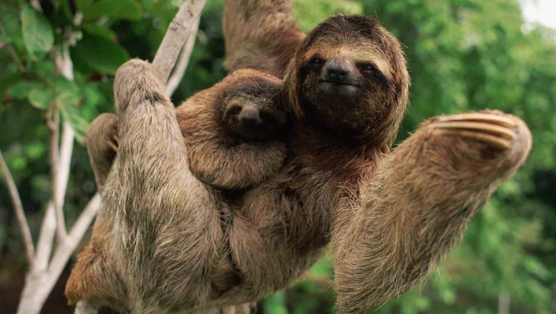 تنبل‌های سه‌انگشتی