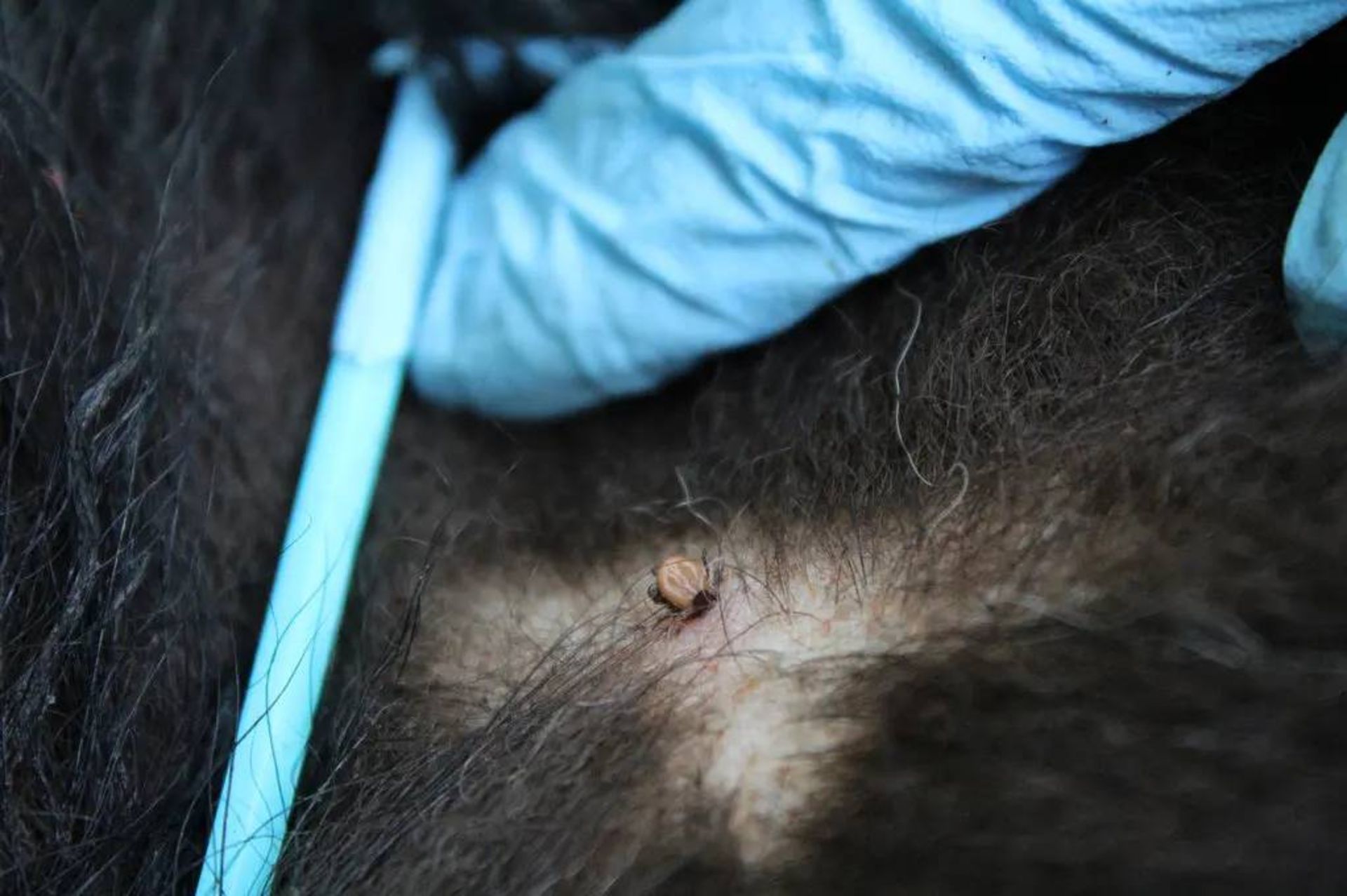 کنه روی پوست خرس