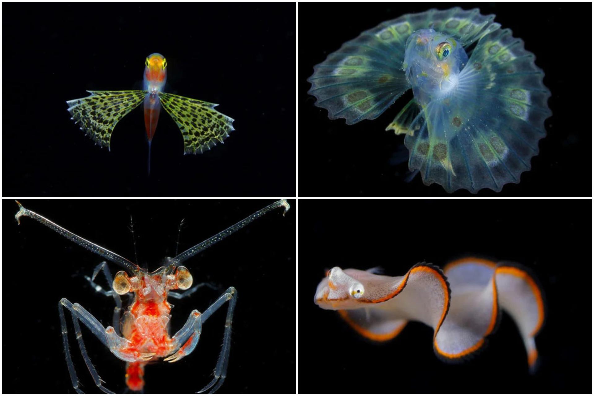 جواهرات دریایی؛ موجودات کوچکی که در دل دریا می‌درخشند