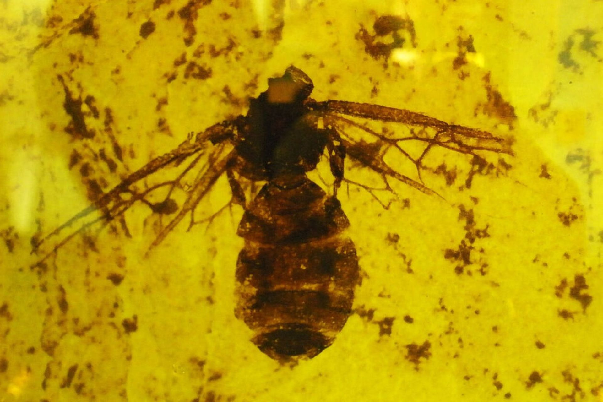 فسیل غول‌پیکر مورچه ملکه تیتانومیرما