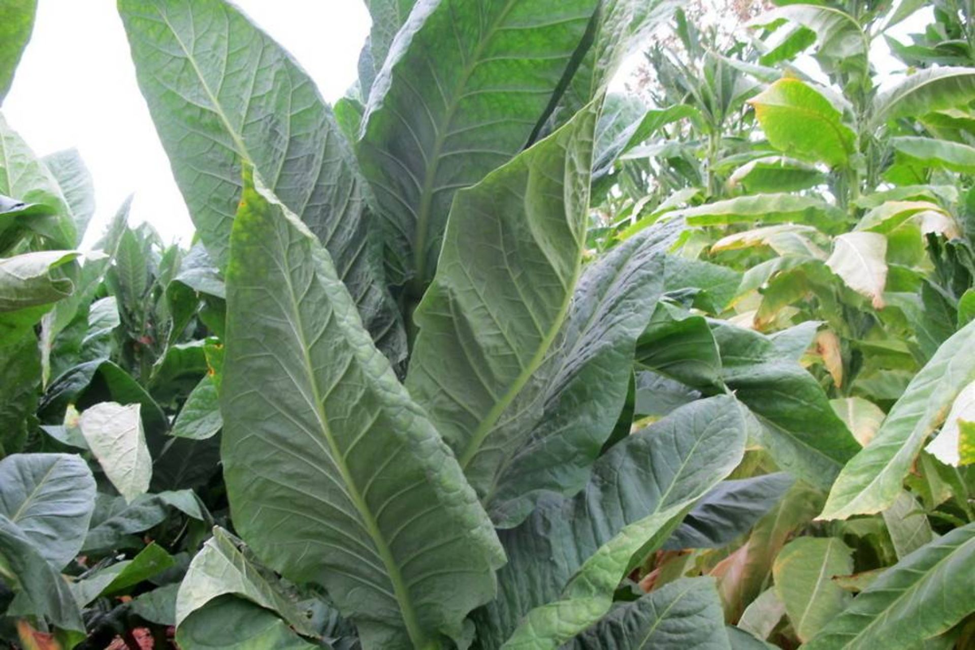 گیاه توتون یا تنباکو 