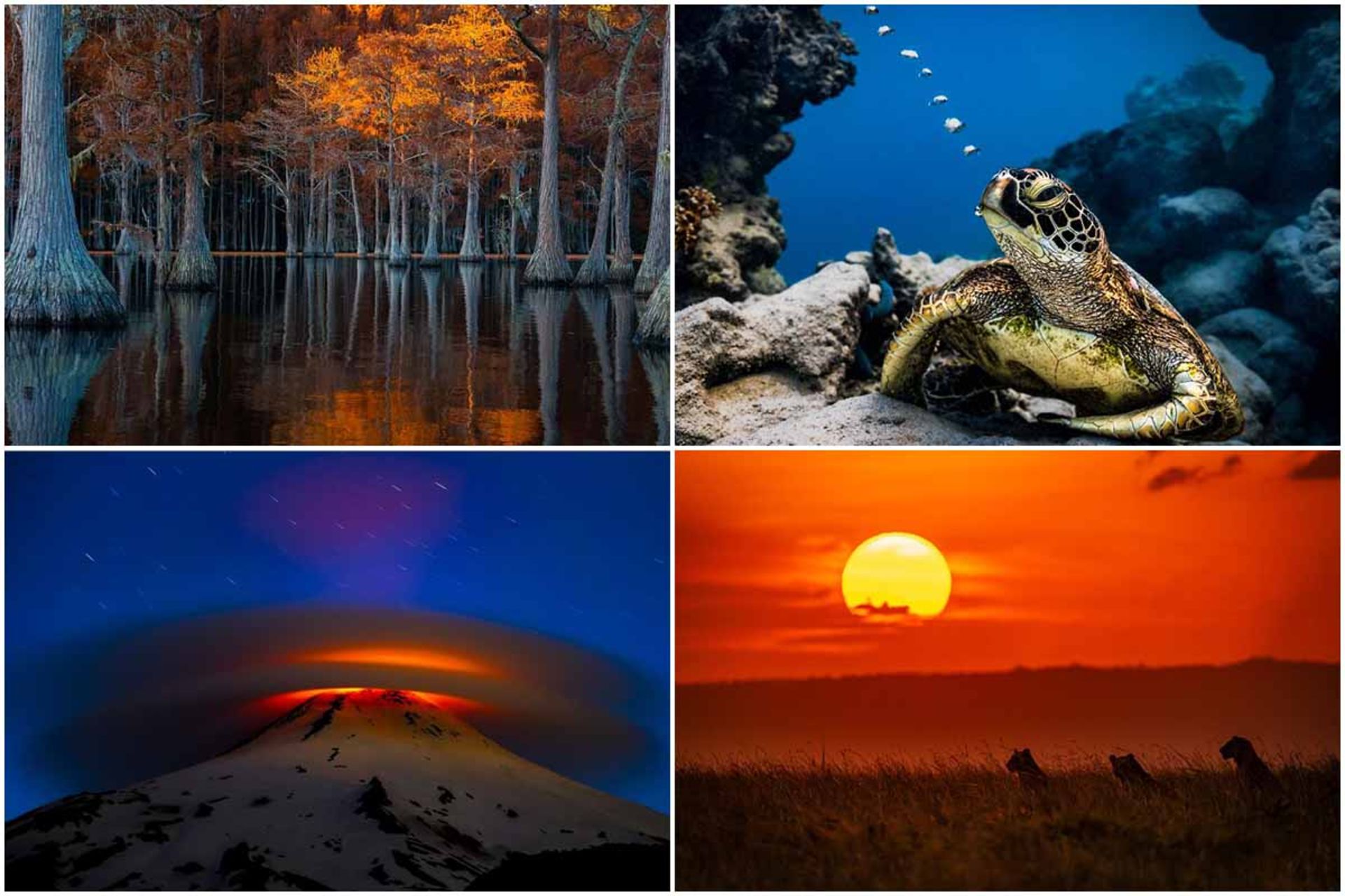 برندگان جوایز عکاسی بین‌المللی توکیو 