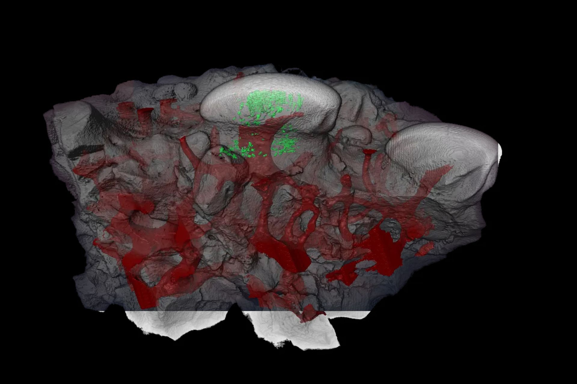 ساختار دندان مانند