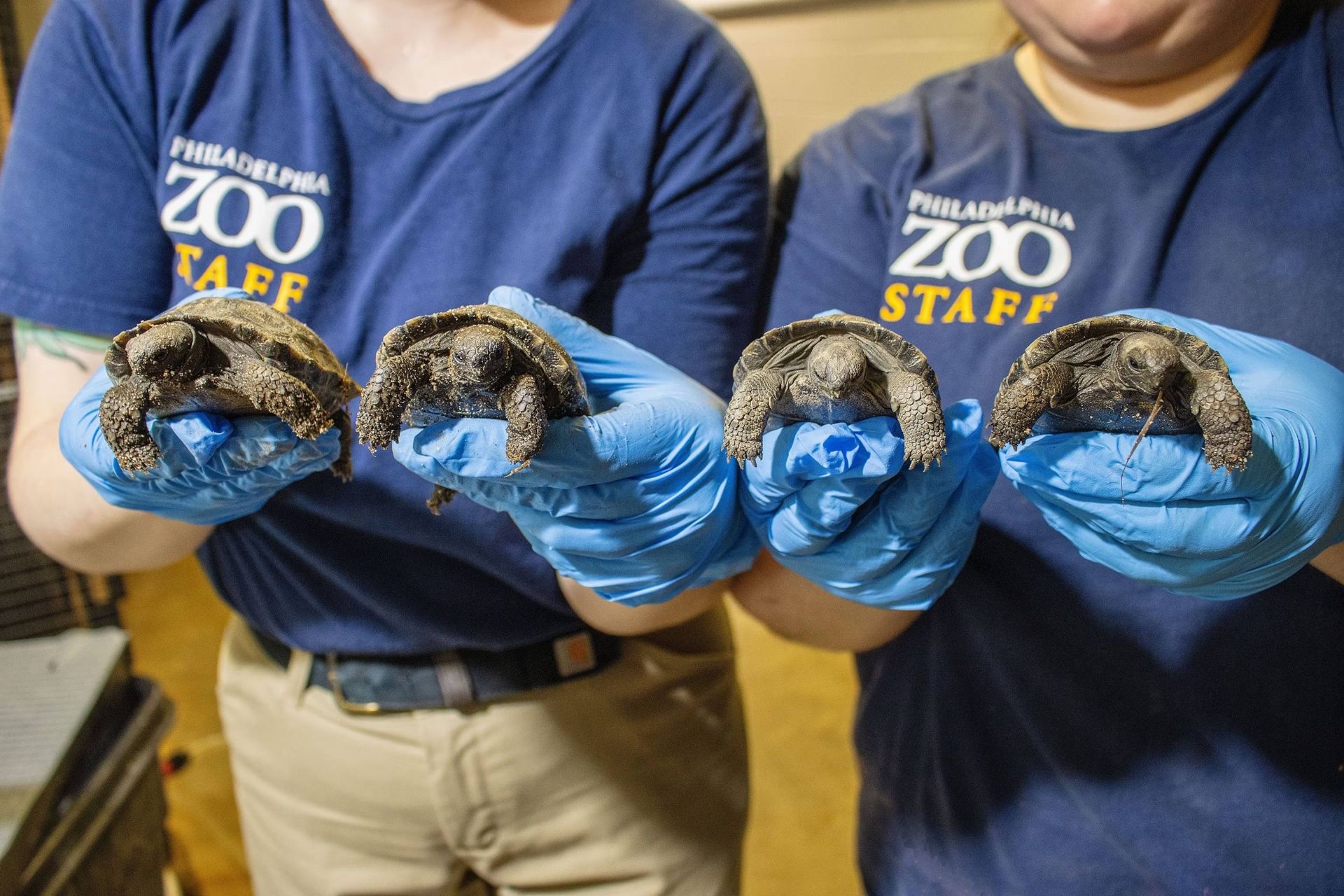 لاک پشت های گالاپاگوس