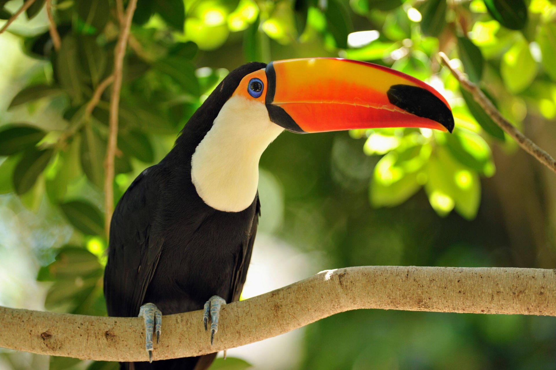 Toucan