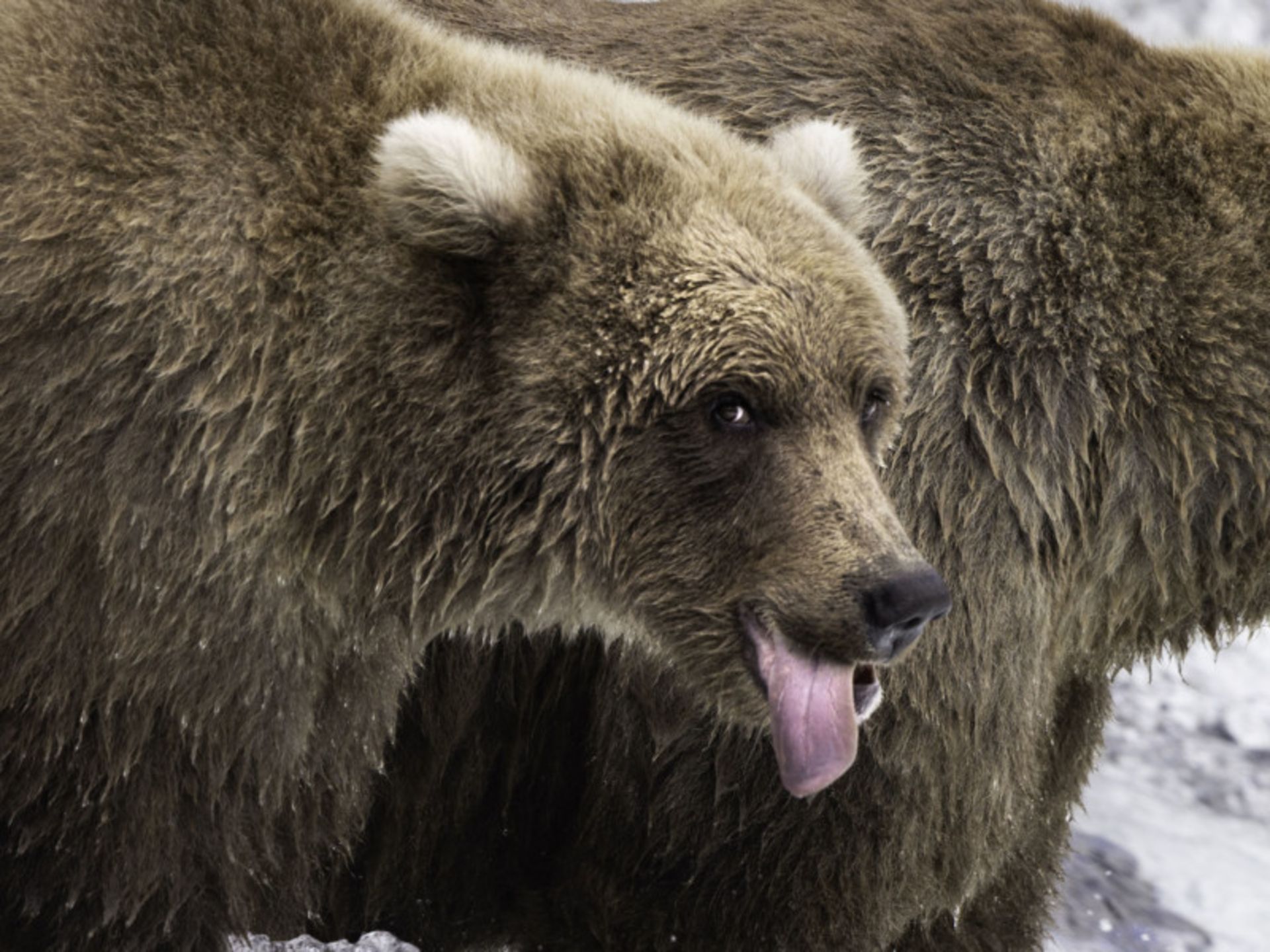 عکاسی حیات وحش