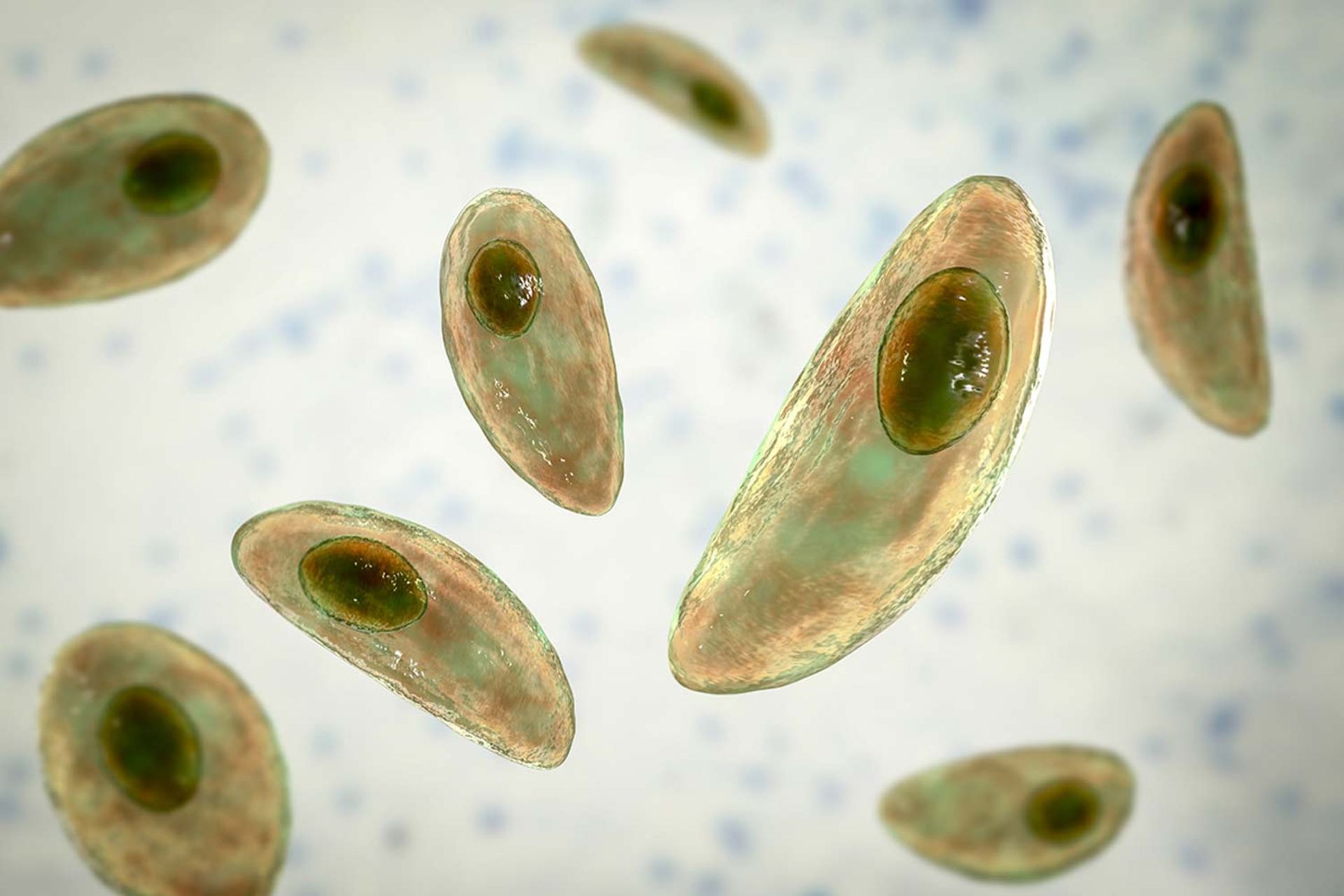 توکسوپلاسما گوندی (Toxoplasma gondii) 