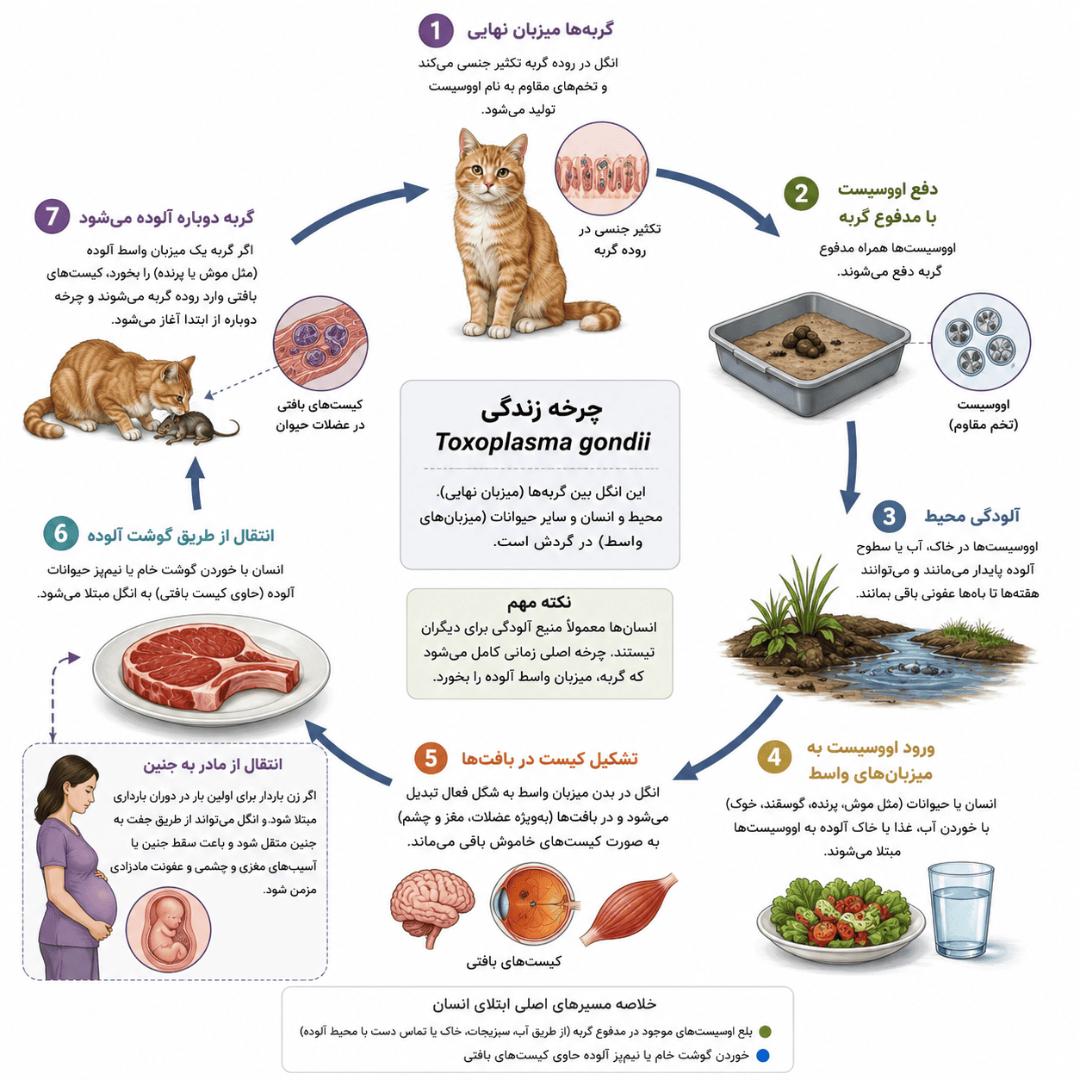 چرخه انتقال توکسوپلاسموز 