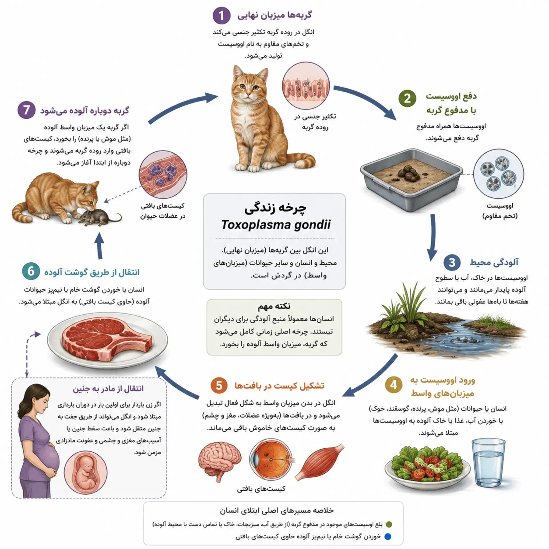 چرخه انتقال توکسوپلاسموز 