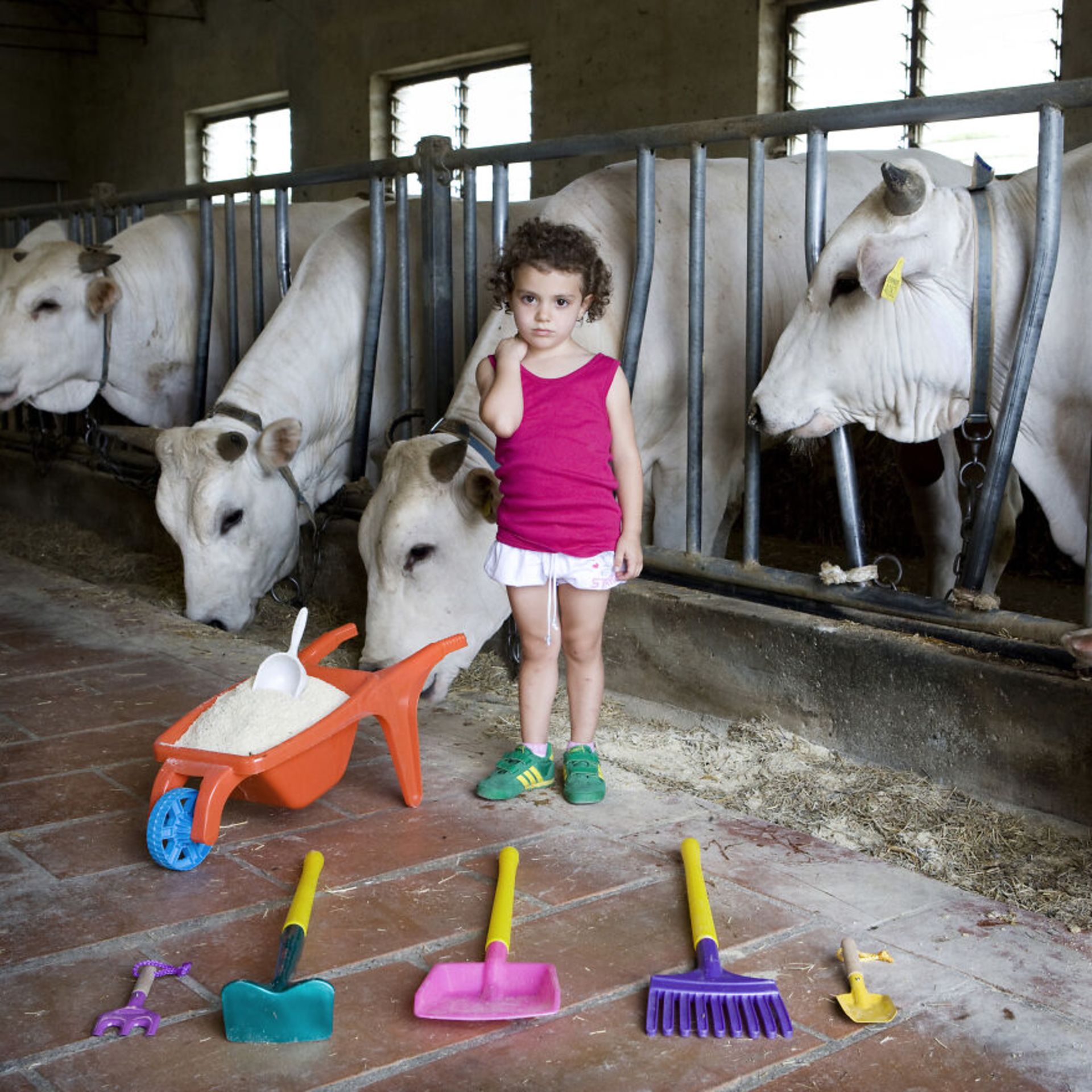 دختر بچه در آغل گاو‌ها