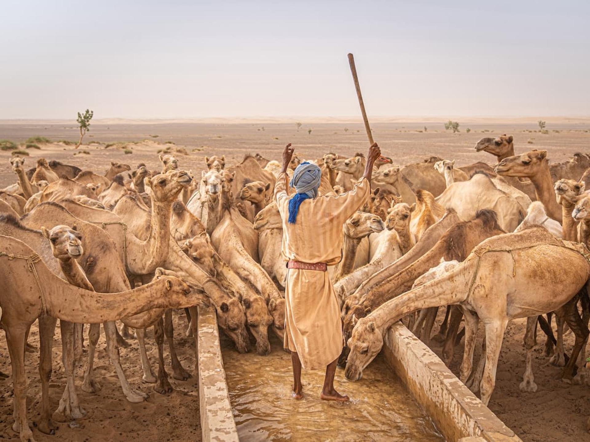 ساربان بین شترها