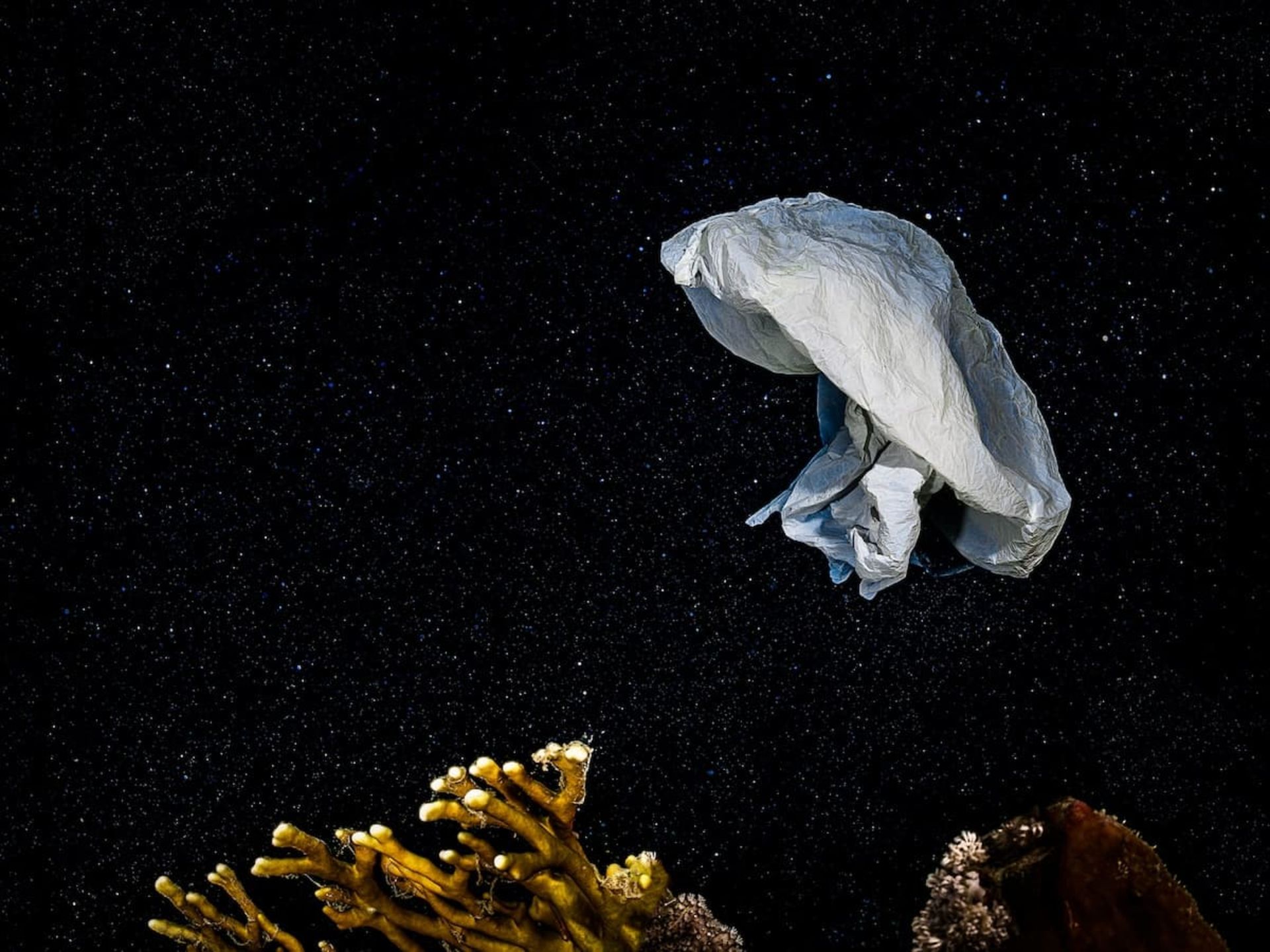 عروس دریایی در آب