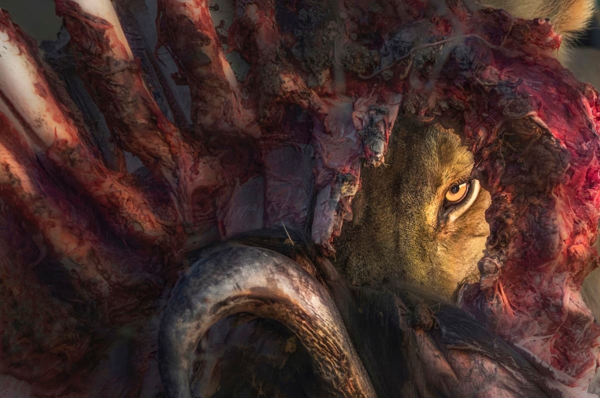 شیر نره در حال خوردن بوفالو