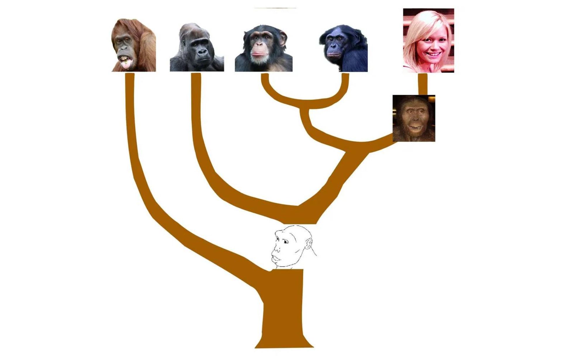 روابط تبارزایی