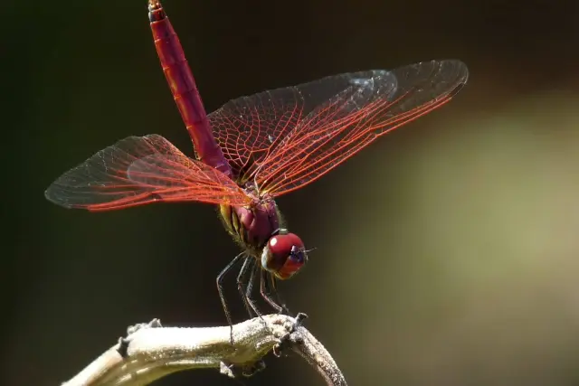 سنجاقک‌ها برای غلبه بر رقیبان خود مانند جنگنده به پرواز درمی‌آیند