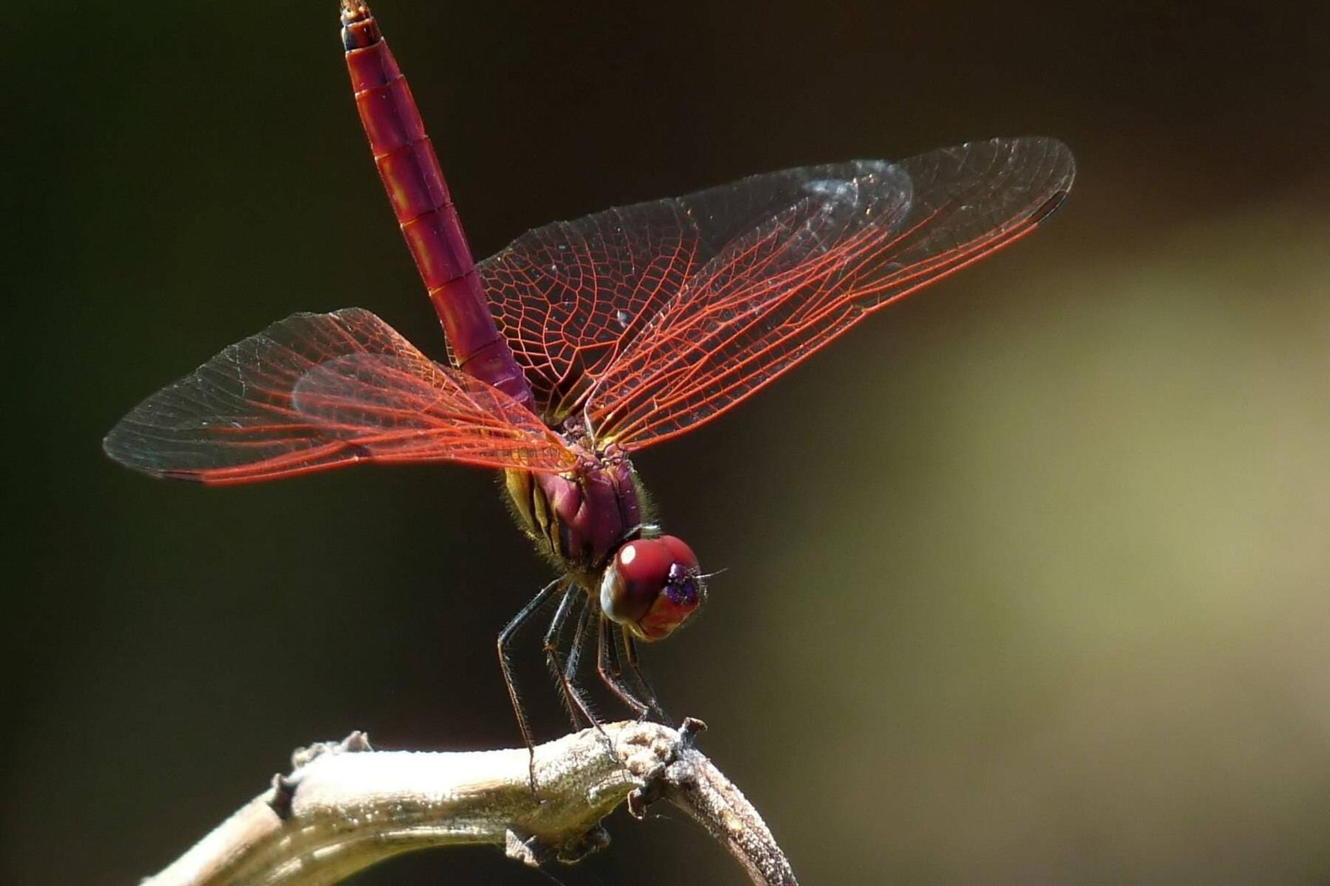 سنجاقک گونه Trithemis aurora