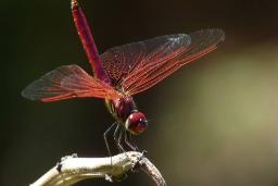 سنجاقک گونه Trithemis aurora