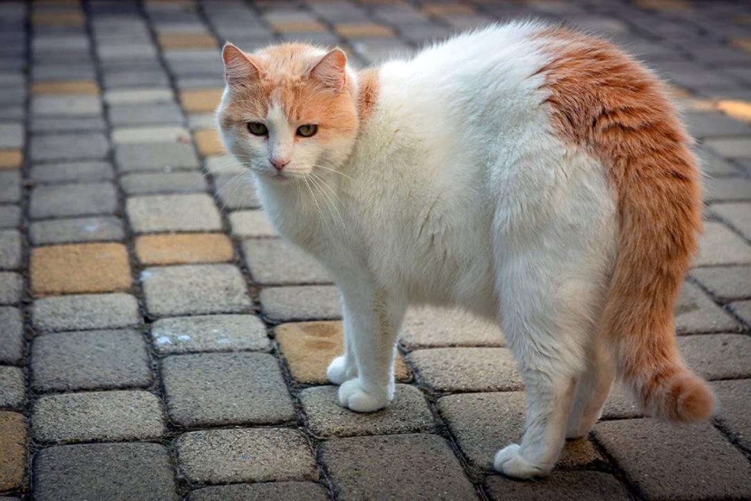 گربه وان ترکی