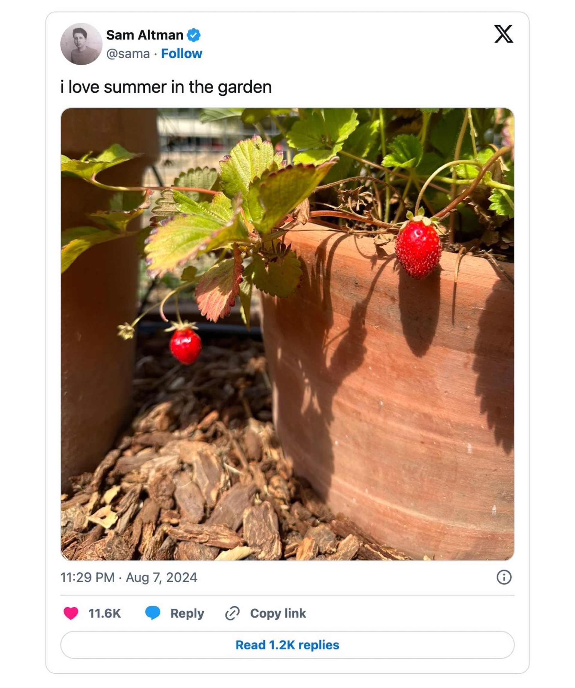 Sam Altman tweet about strawberry fruit and project