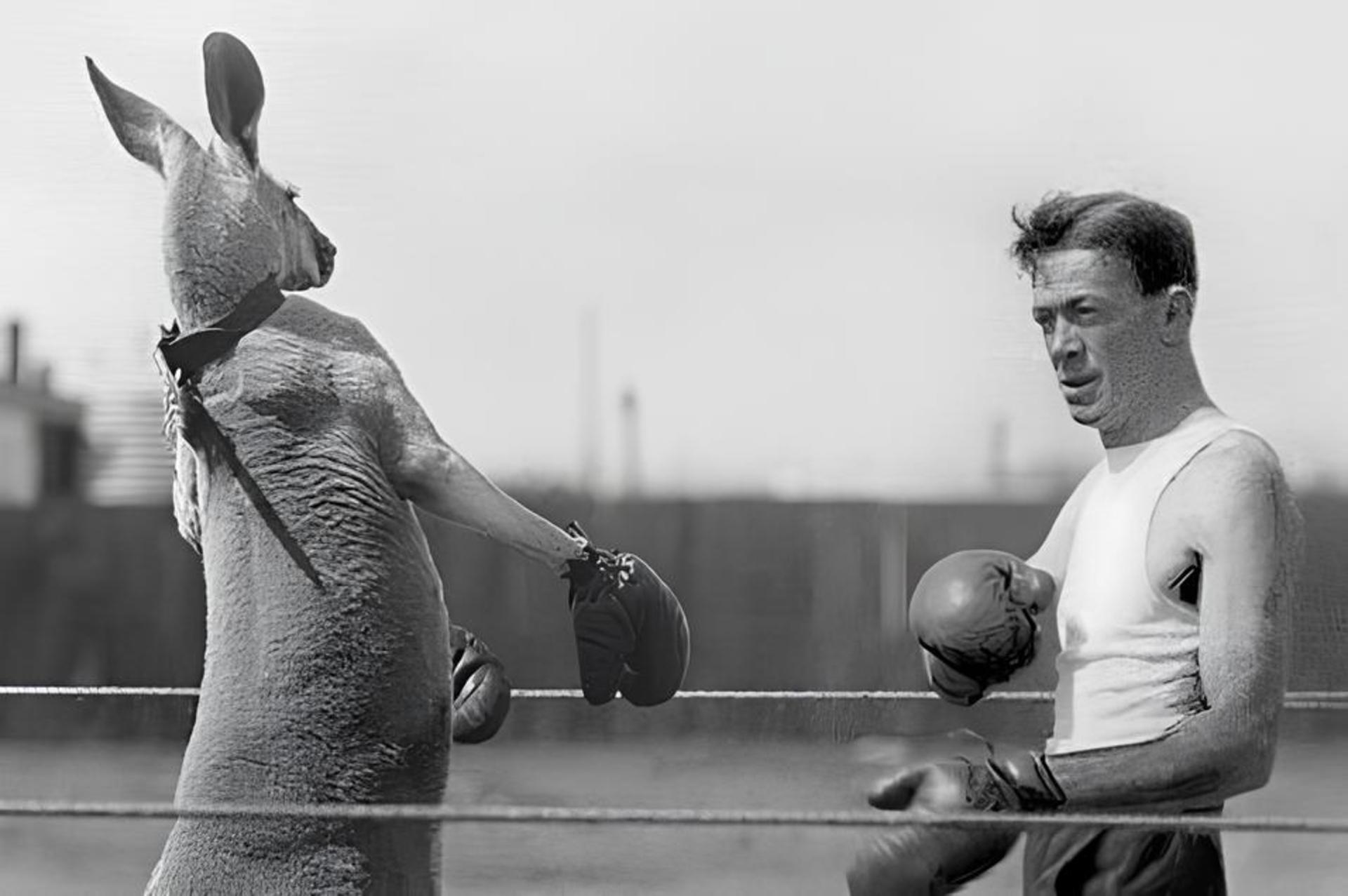 بوکس با کانگورو در قرن ۱۹