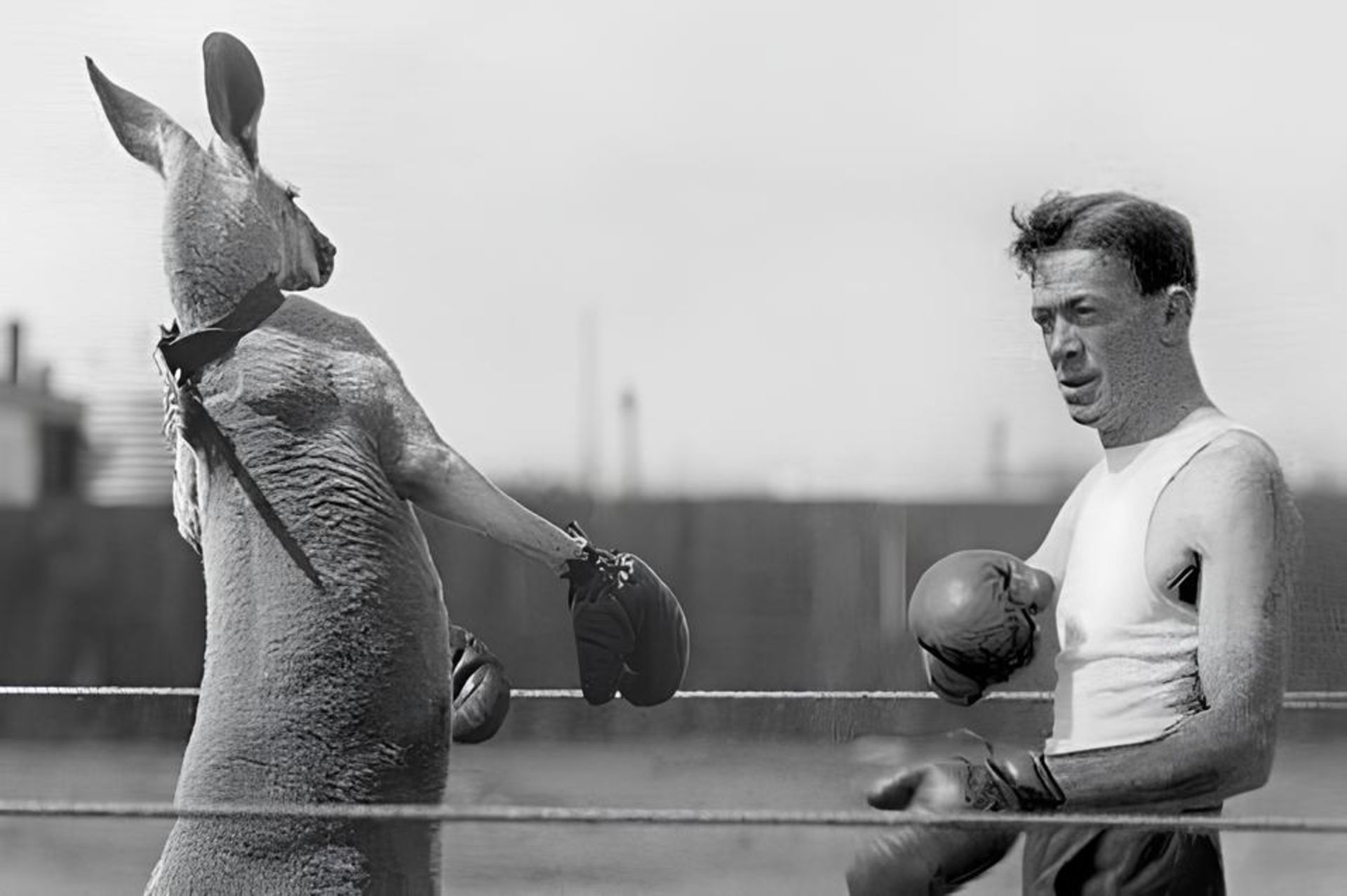 بوکس با کانگورو در قرن ۱۹