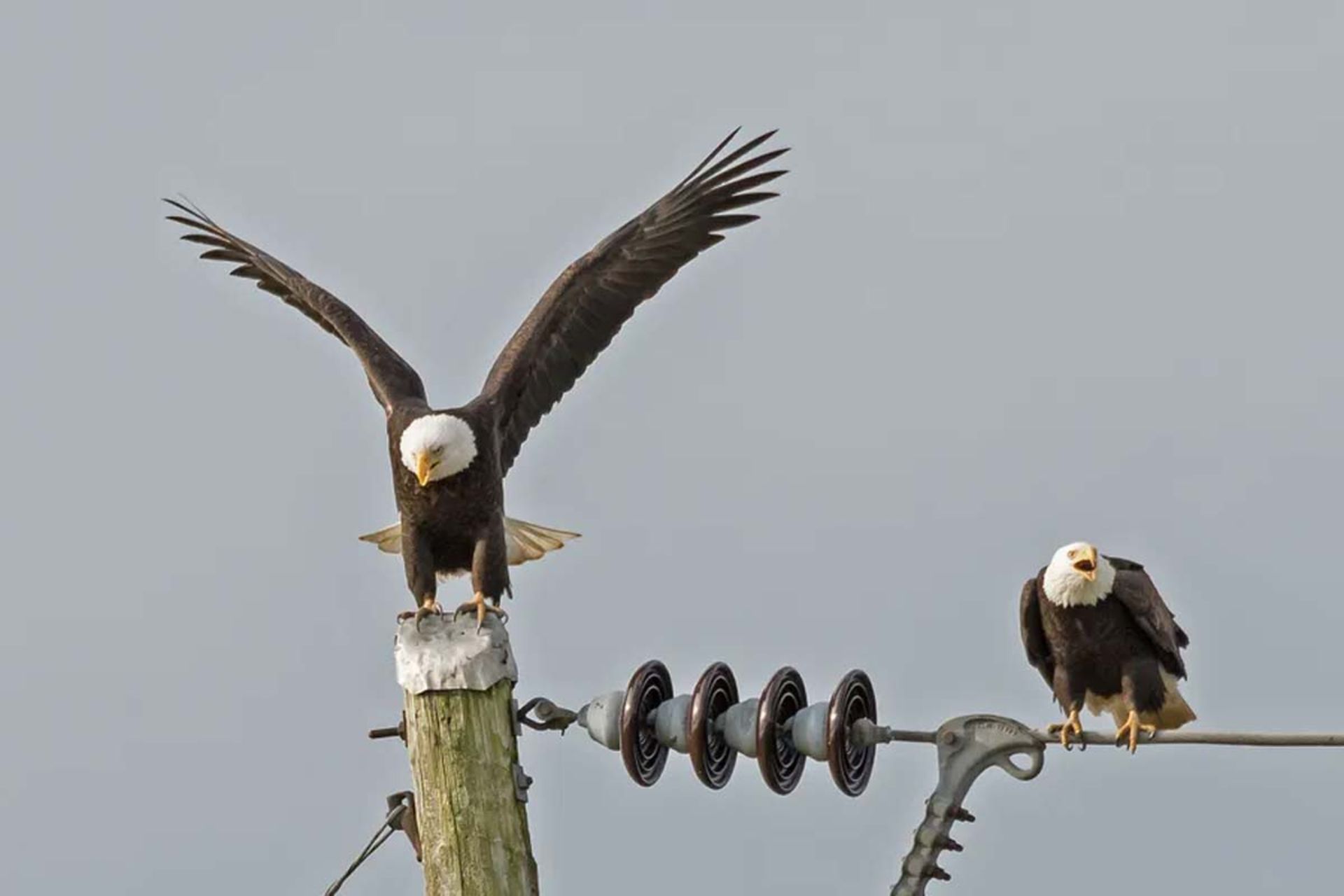 دو عقاب روی تیر و سیم‌های برق