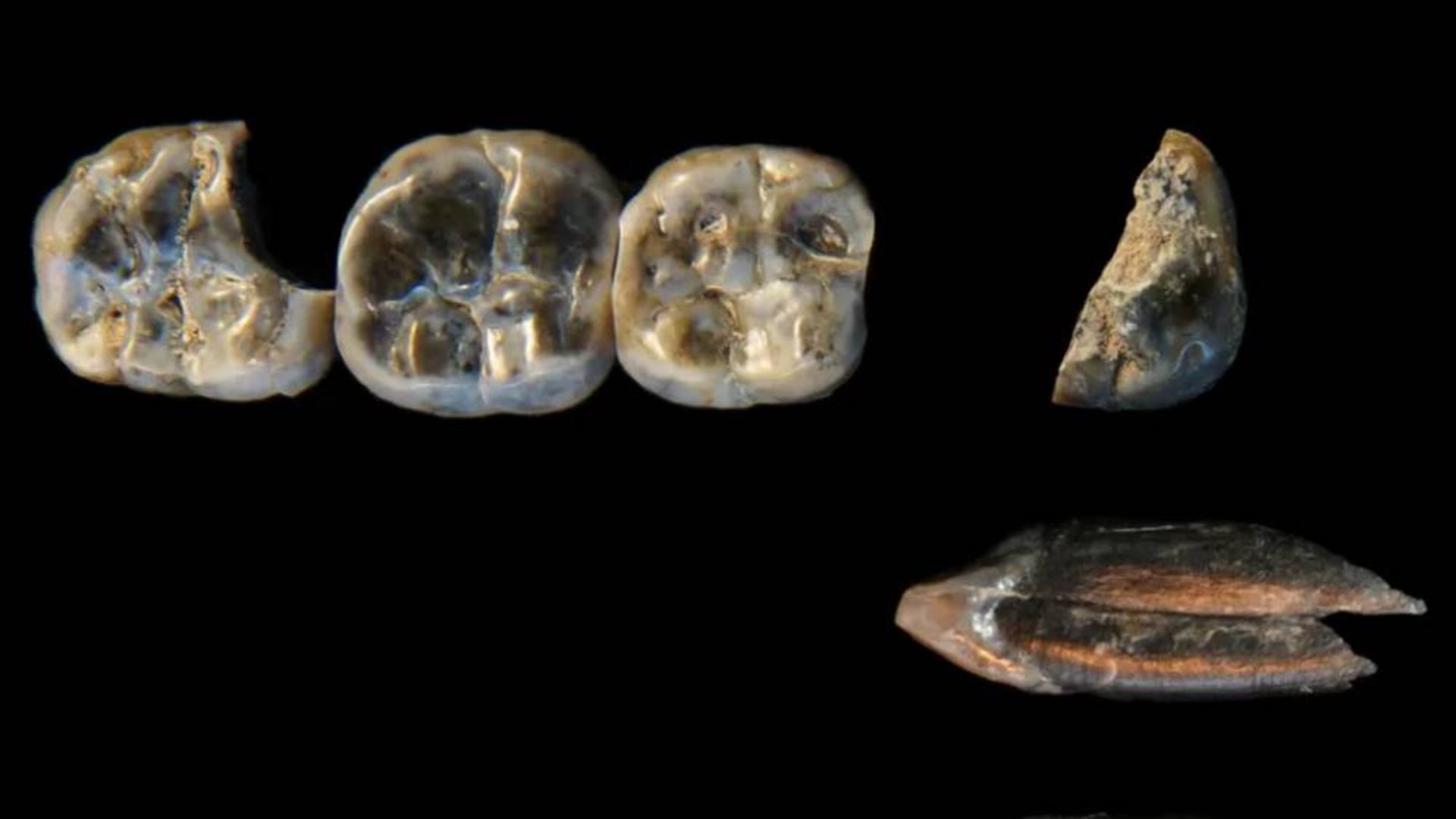 دندان‌های متعلق به انسان‌های اولیه در سایت باستان‌شناسی لدی گرارو در اتیوپی