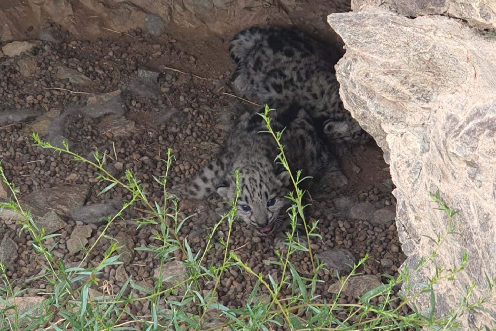 دو توله پلنگ برفی Panthera uncia مشاهده شده در لانه در مغولستان