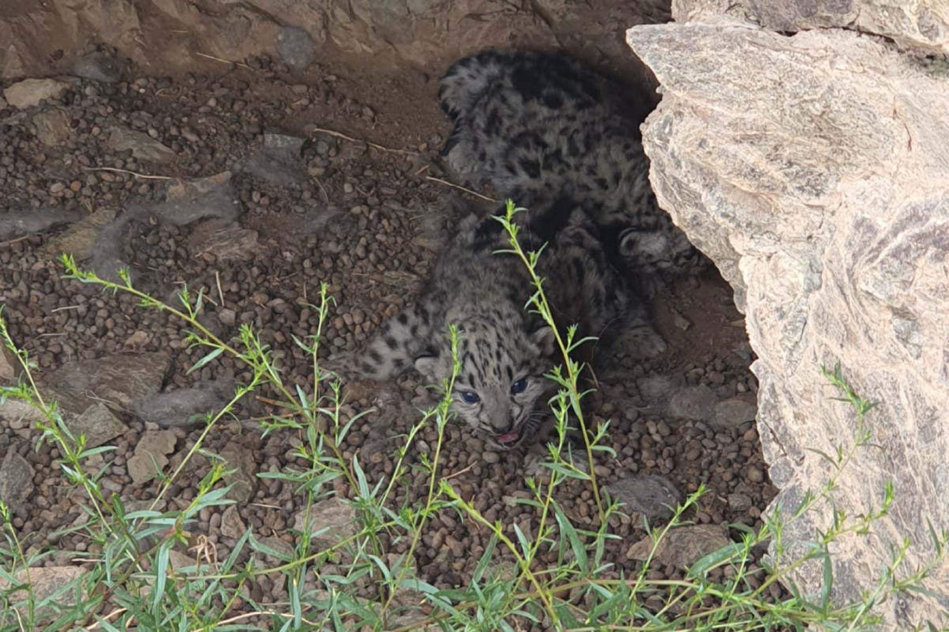 دو توله پلنگ برفی Panthera uncia مشاهده شده در لانه در مغولستان