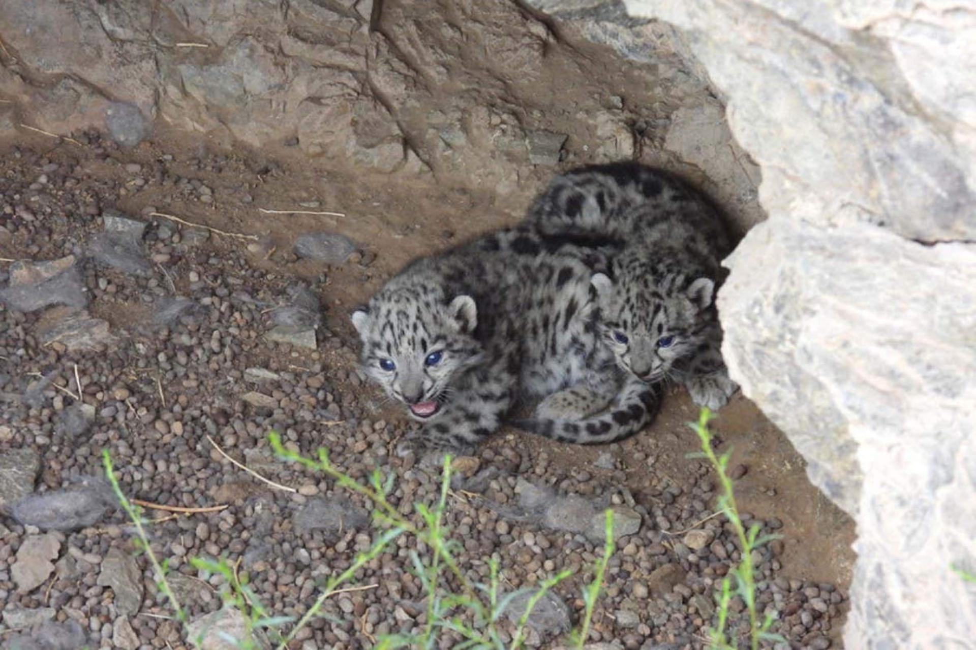 دو توله پلنگ برفی Panthera uncia مشاهده شده در لانه در مغولستان