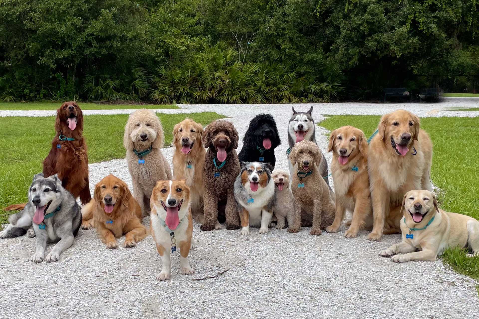 نژادهای مدرن سگ اختراع بشر نیست؛ سگ‌های باستانی نیز تنوع شگفت‌انگیز داشتند