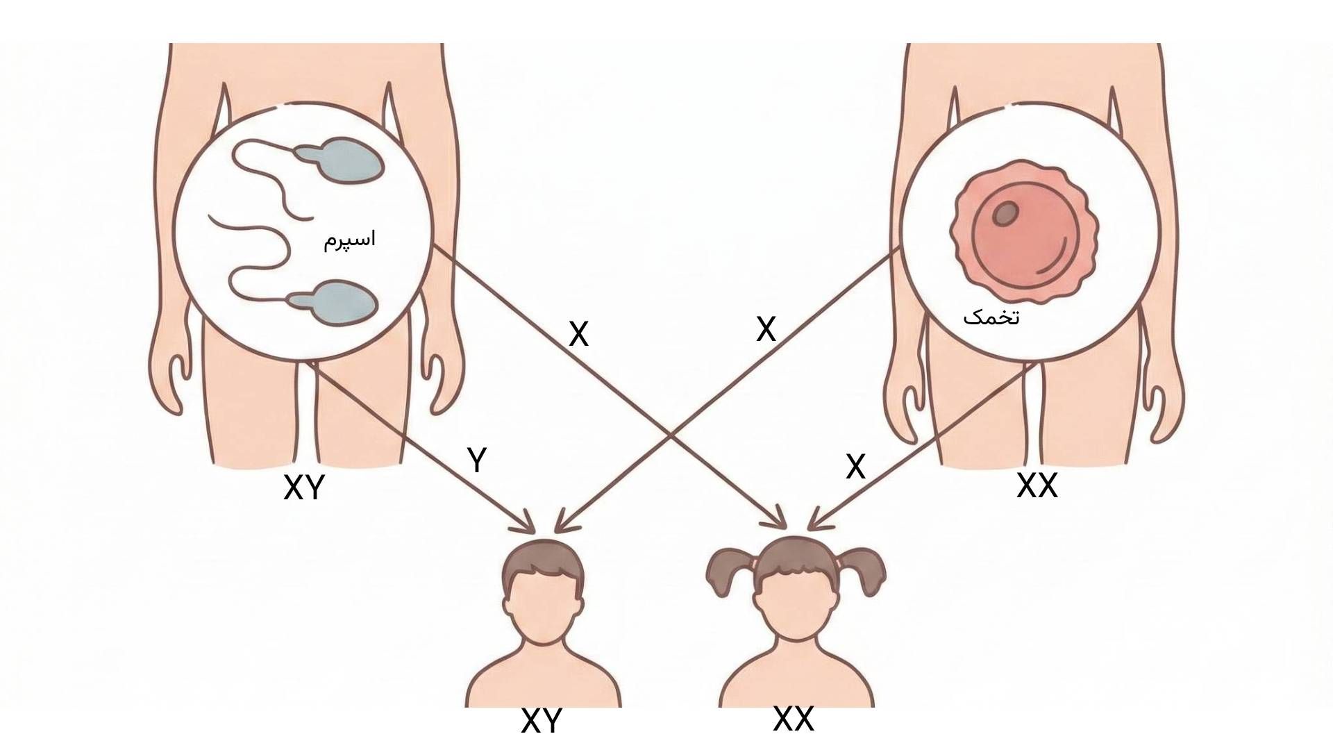 اینفوگراف وراثت ژنتیکی معمول در انسان