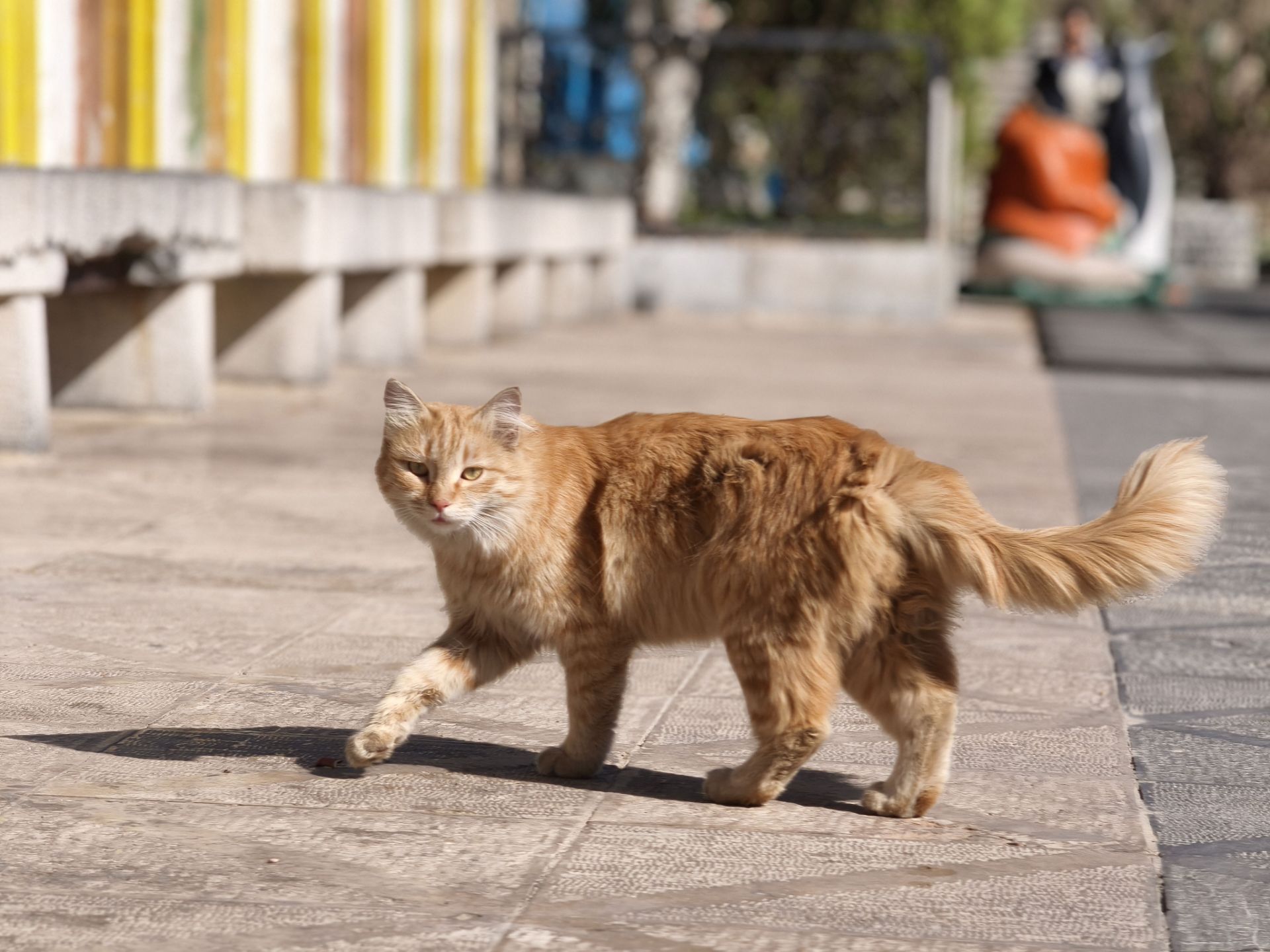 گربه‌ای در حال قدم زدن