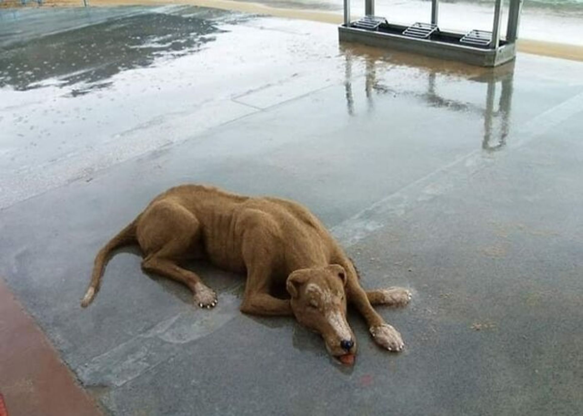 مجسمه‌ سگ روی زمین خیس