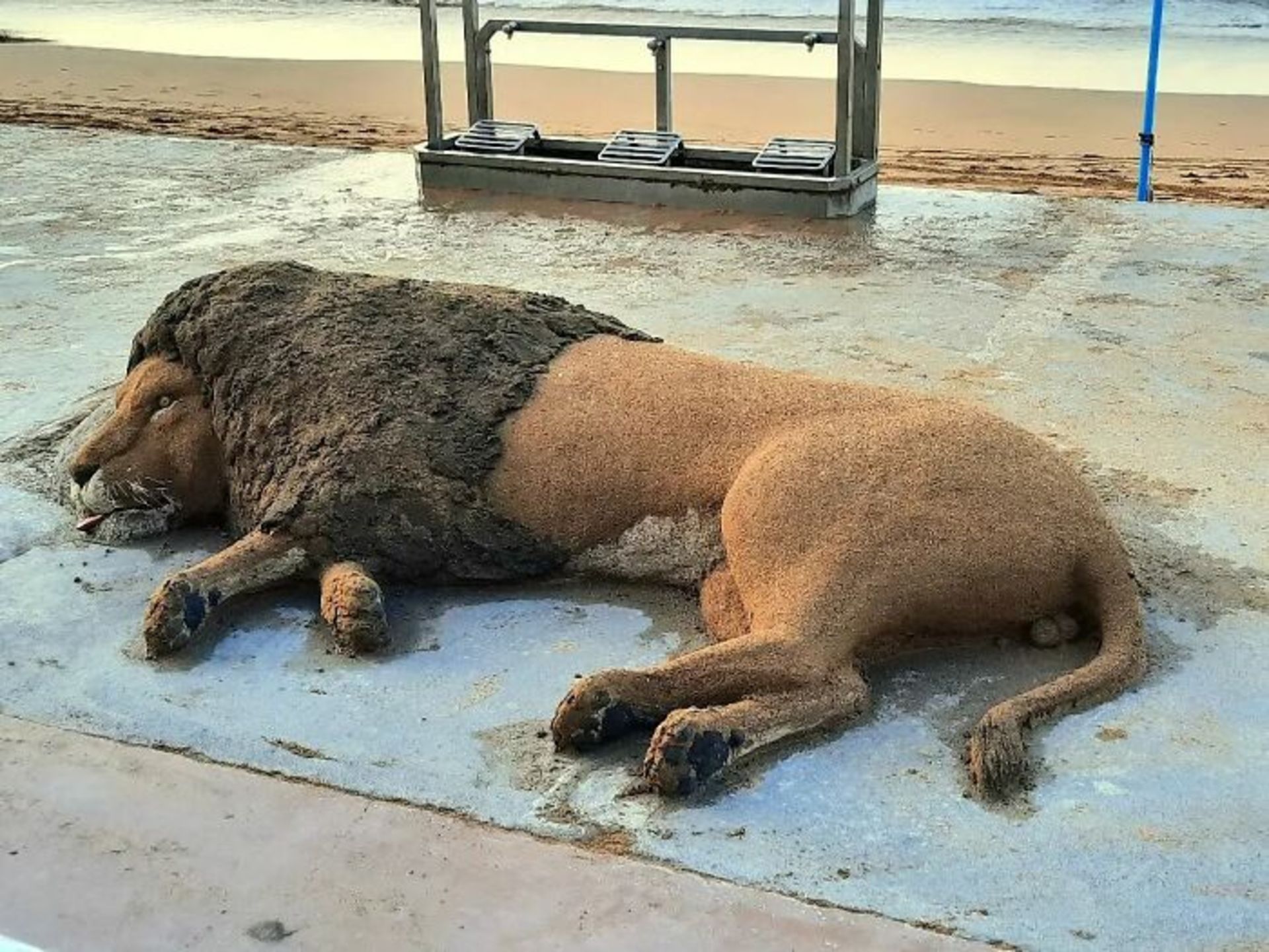 مجسمه‌ شنی شیر خوابیده ساحل