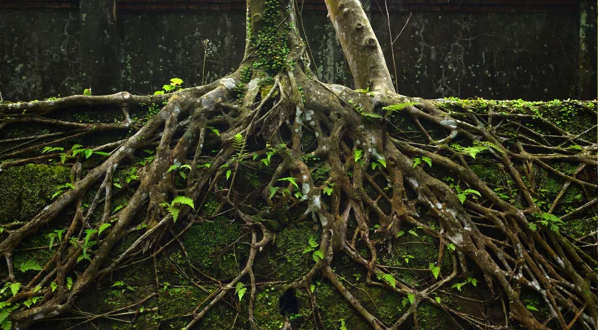 ریشه عمیق درخت