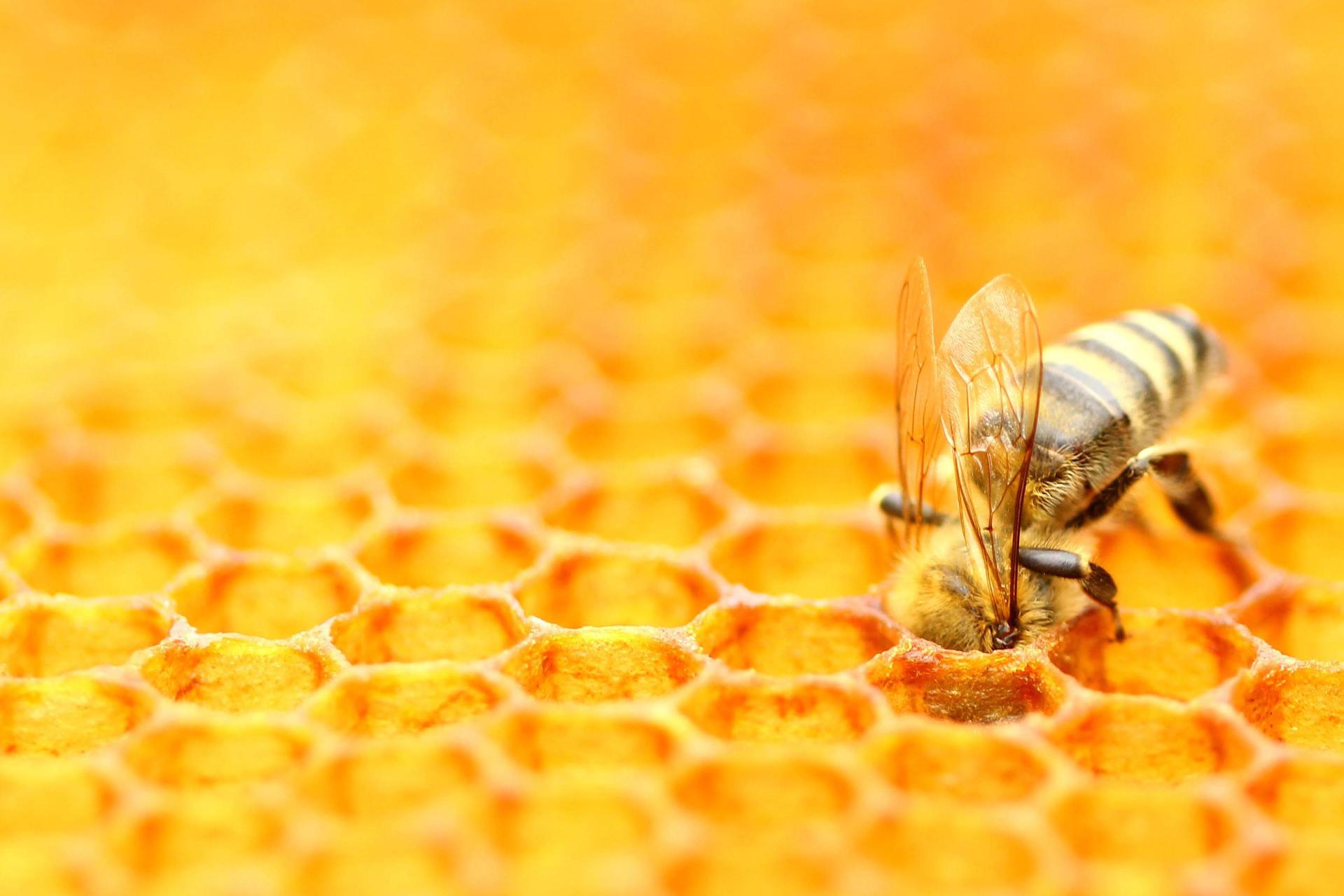 غذای مصنوعی تولیدمثل زنبورها را تقویت کرد؛ آینده گرده‌افشانی متحول می‌شود؟