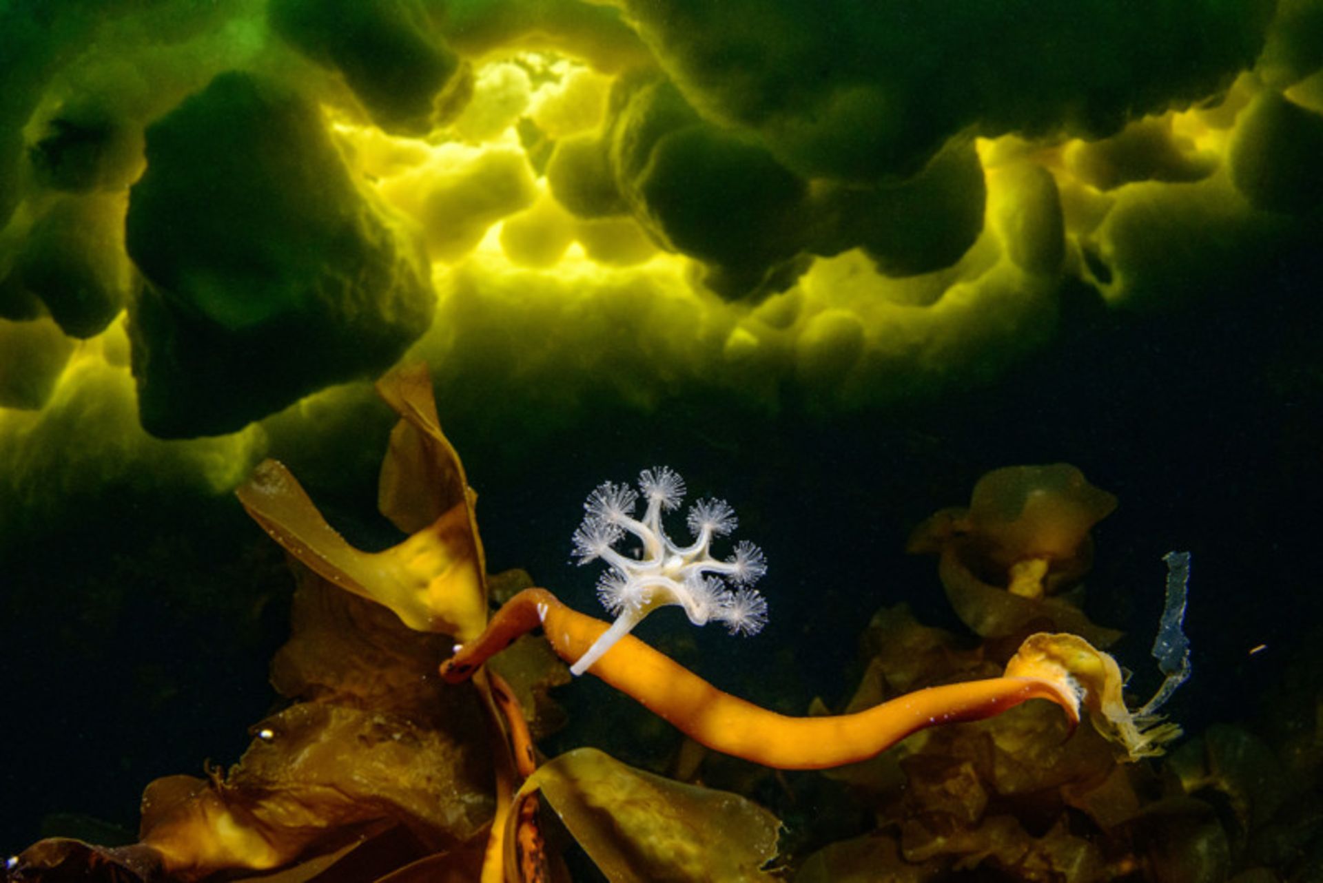 برنده دسته زیر آب مسابقه سالانه عکاس سال کلوزآپ