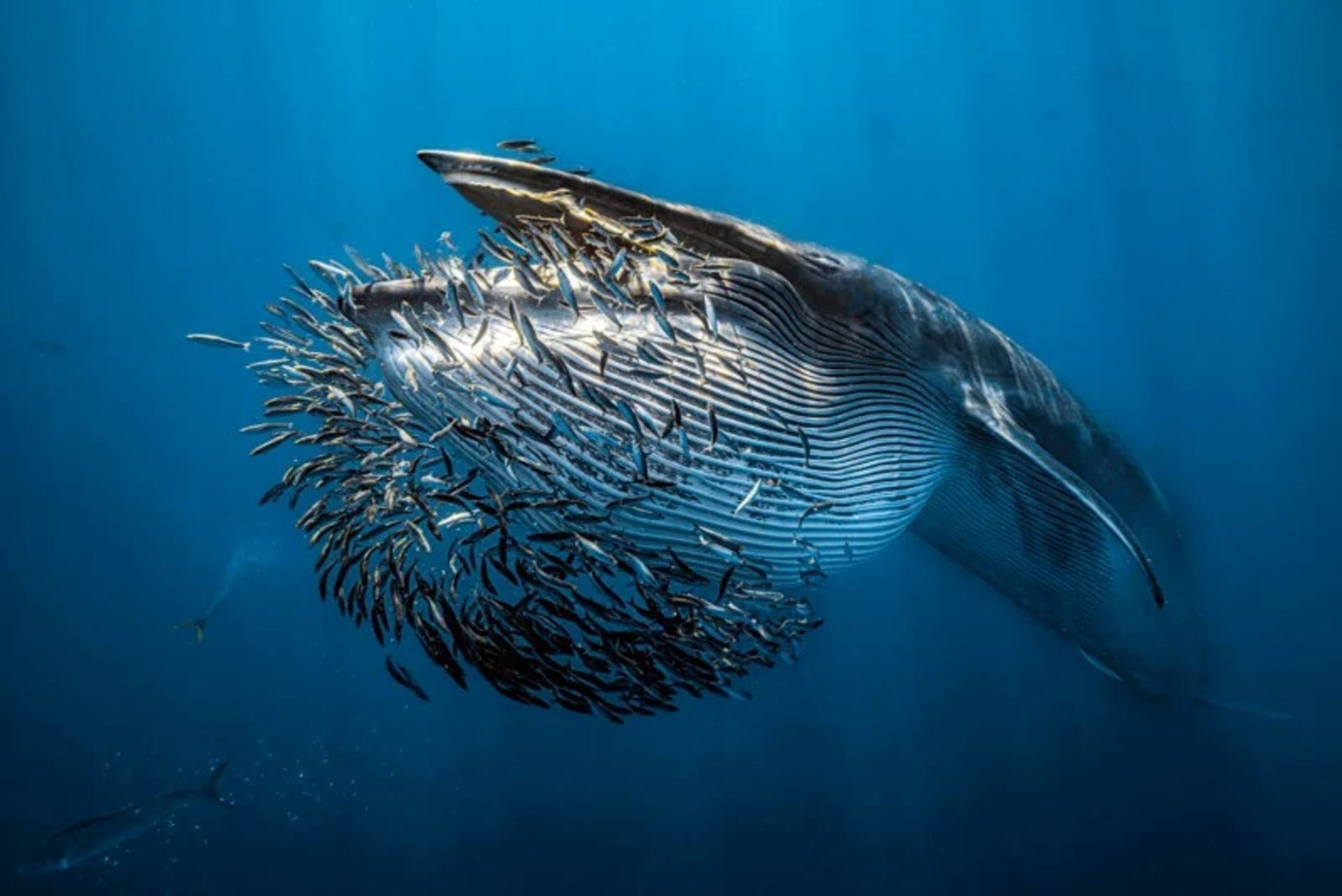 مسابقه عکاسی زیر آب ۲۰۲۴ - دسته‌ای از ماهیان 