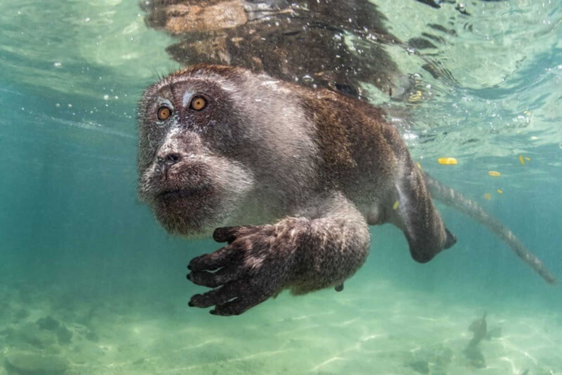 مسابقه عکاسی زیر آب ۲۰۲۴ - میمون زیر آب