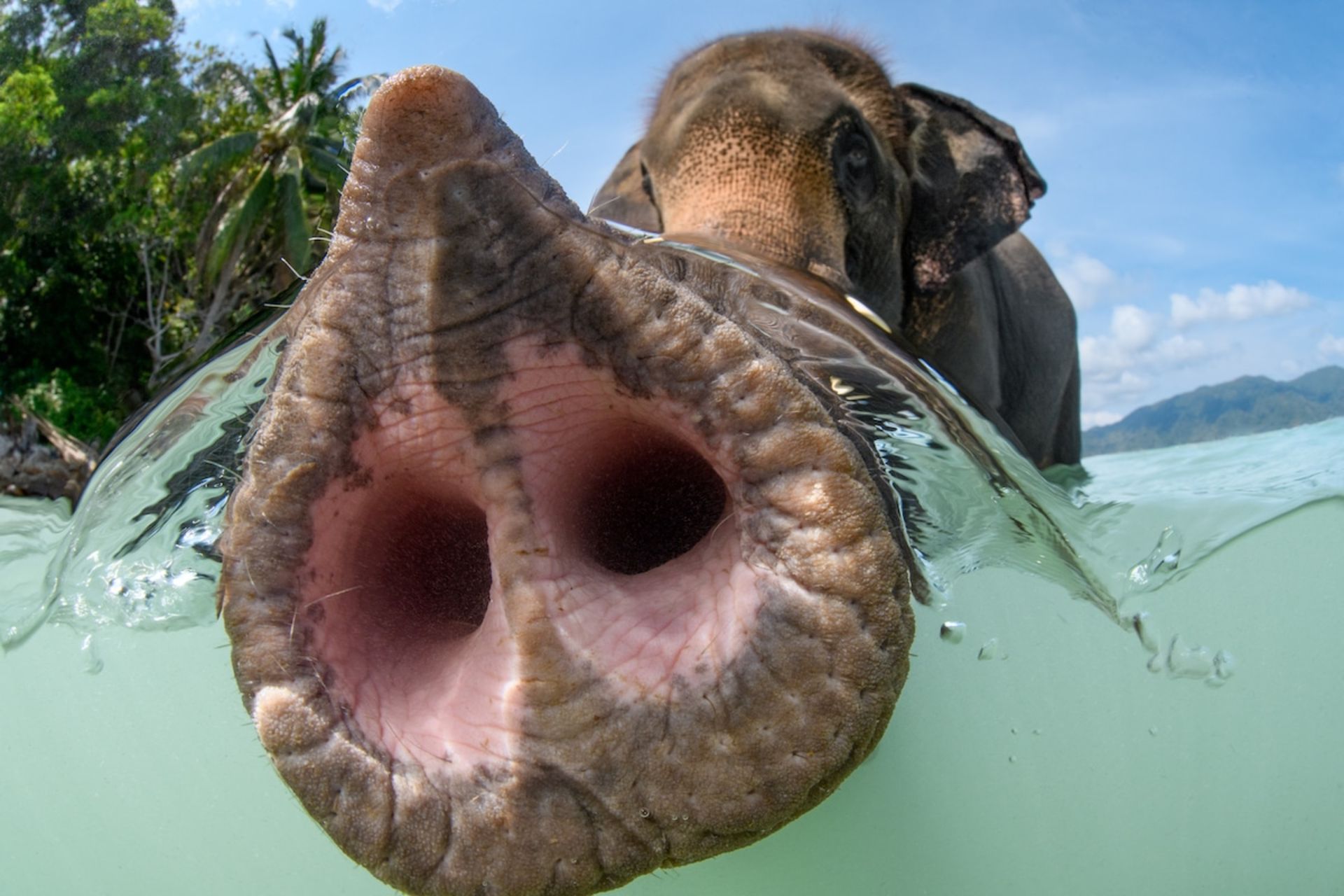 خرطوم فیل در آب 
