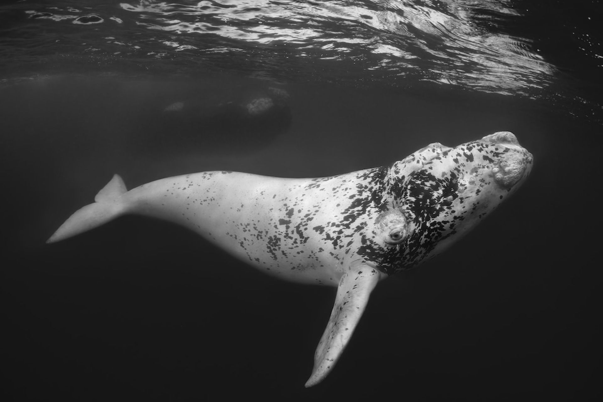 نهنگ سفید در حال شنا