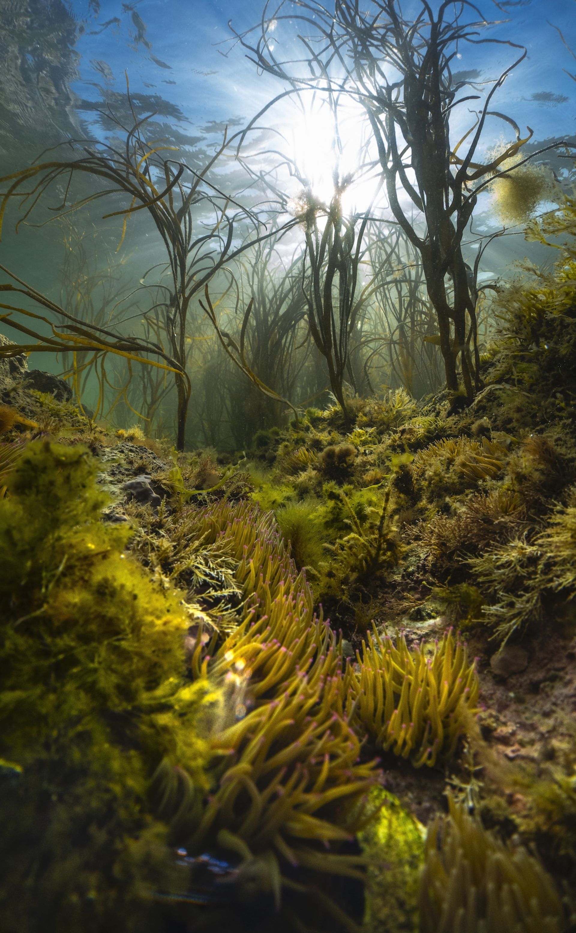 جلبک هیمانتالیا در صخره‌های گچی منطقه حفاظت‌شده دریایی نیدلز