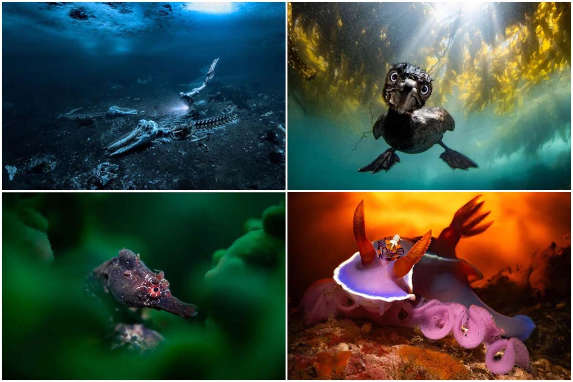 مسابقه عکاسی زیر آب ۲۰۲۴