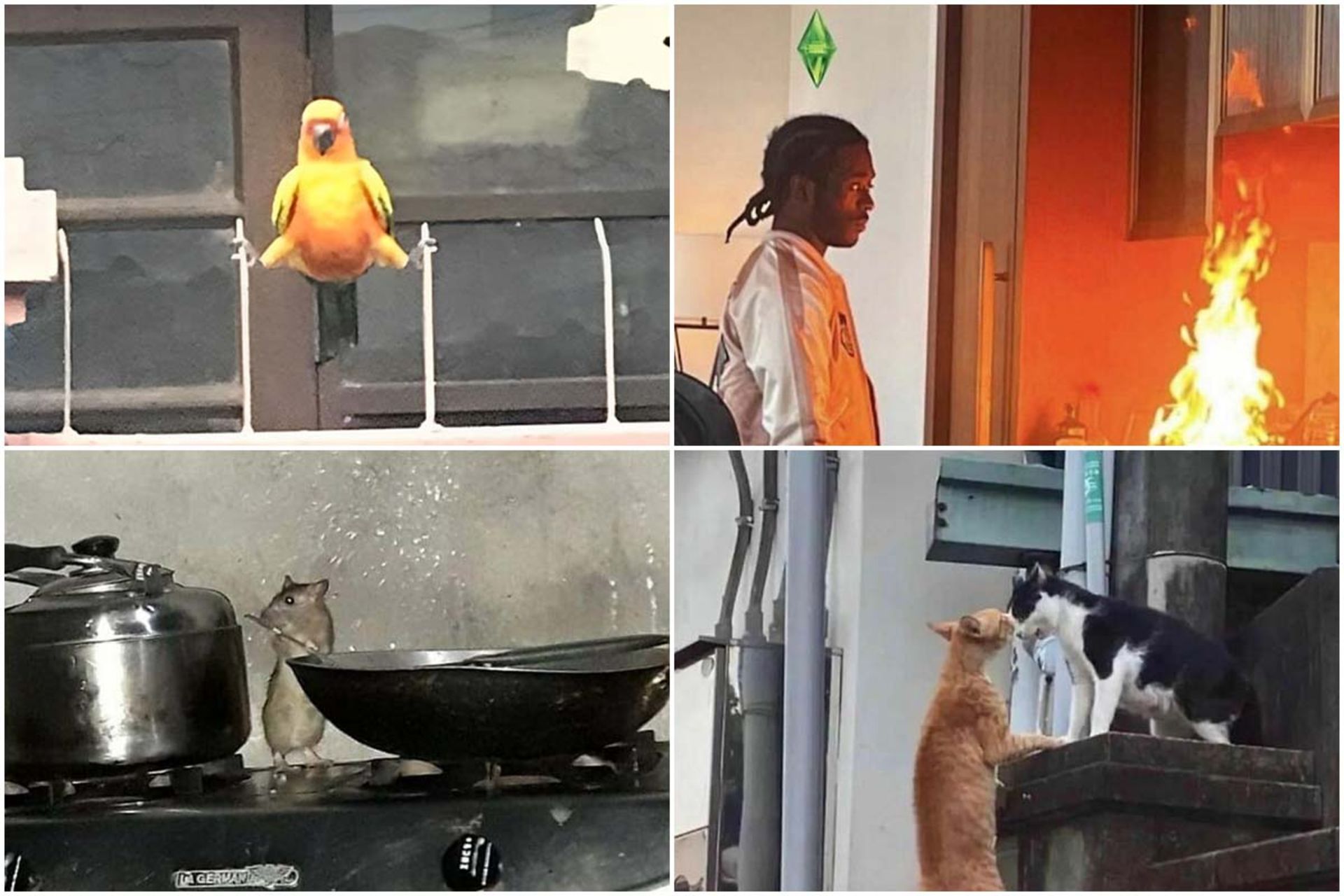 بدون شرح