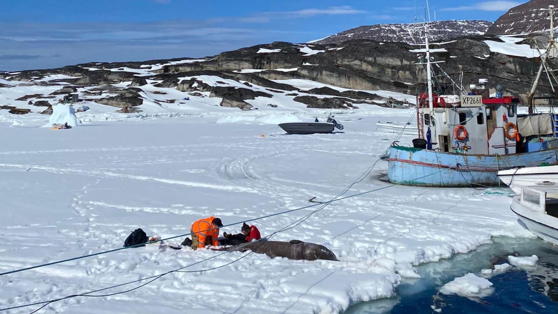 محققان در حال برداشت نمونه بافت ماهیچه از بدن کوسه گرینلند صیدشده در جزیره دیسکو در گرینلند